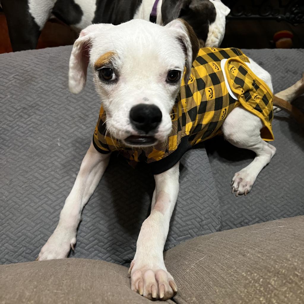 Enlarge Opal, a Adoptable mixed breed in Riverside, CA image 4/6