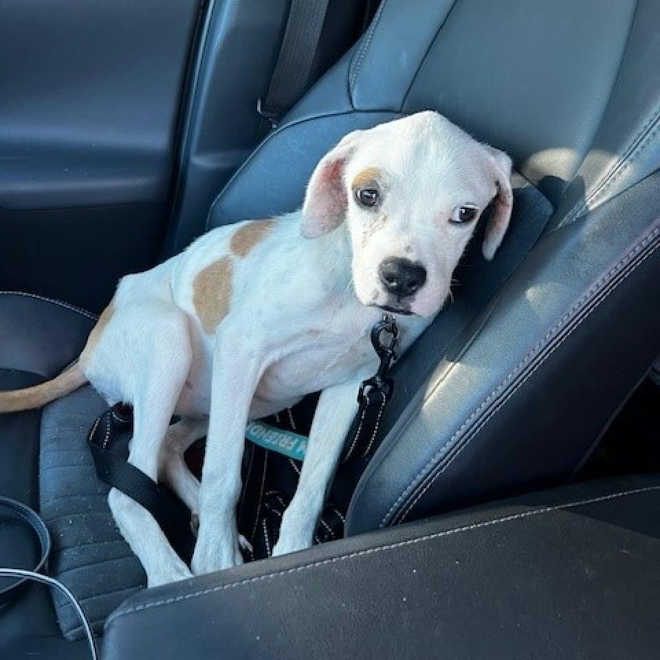 Enlarge Opal, a Adoptable mixed breed in Riverside, CA image 6/6