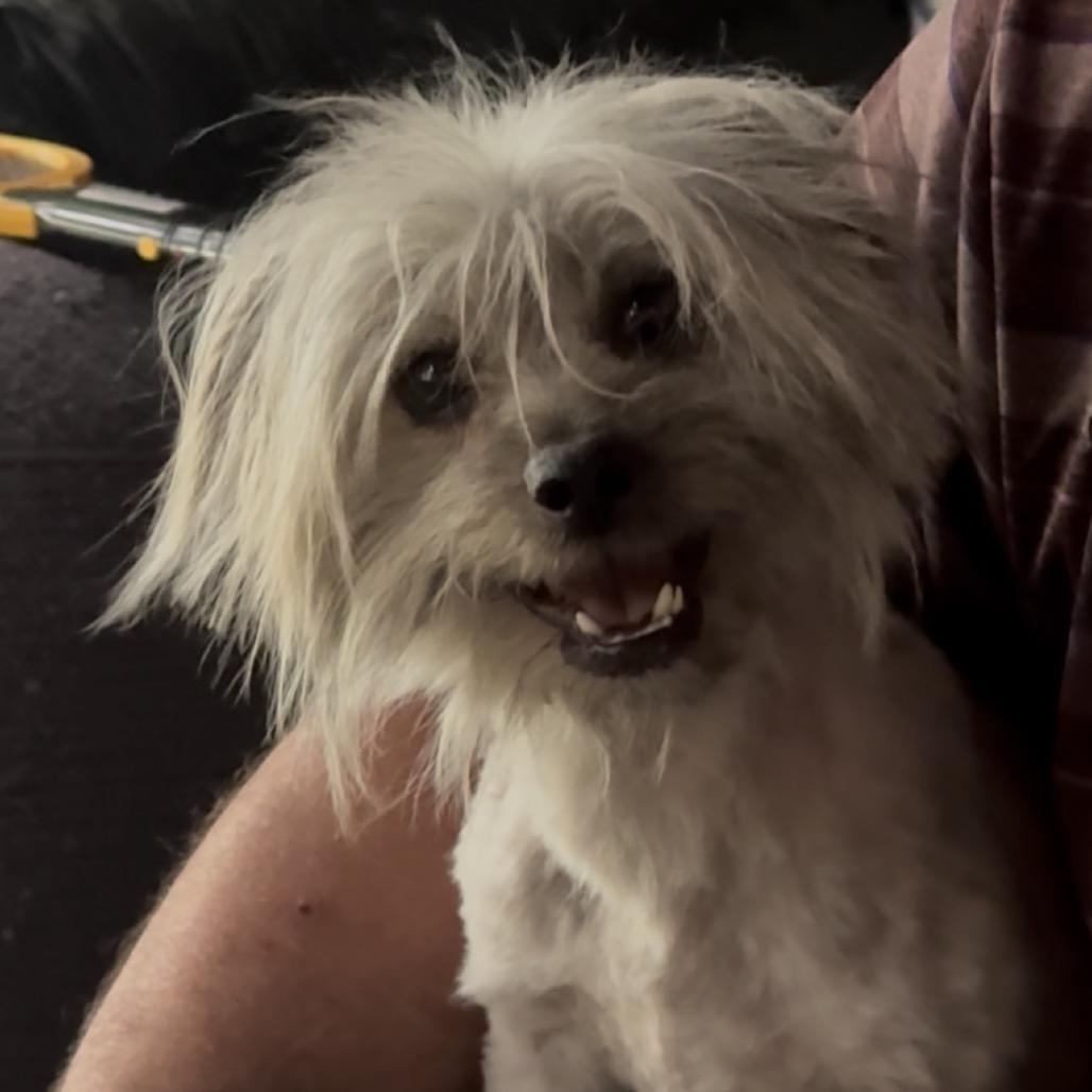 Enlarge Squiggy, a Adoptable Maltese in Las Vegas, NV image 1/2