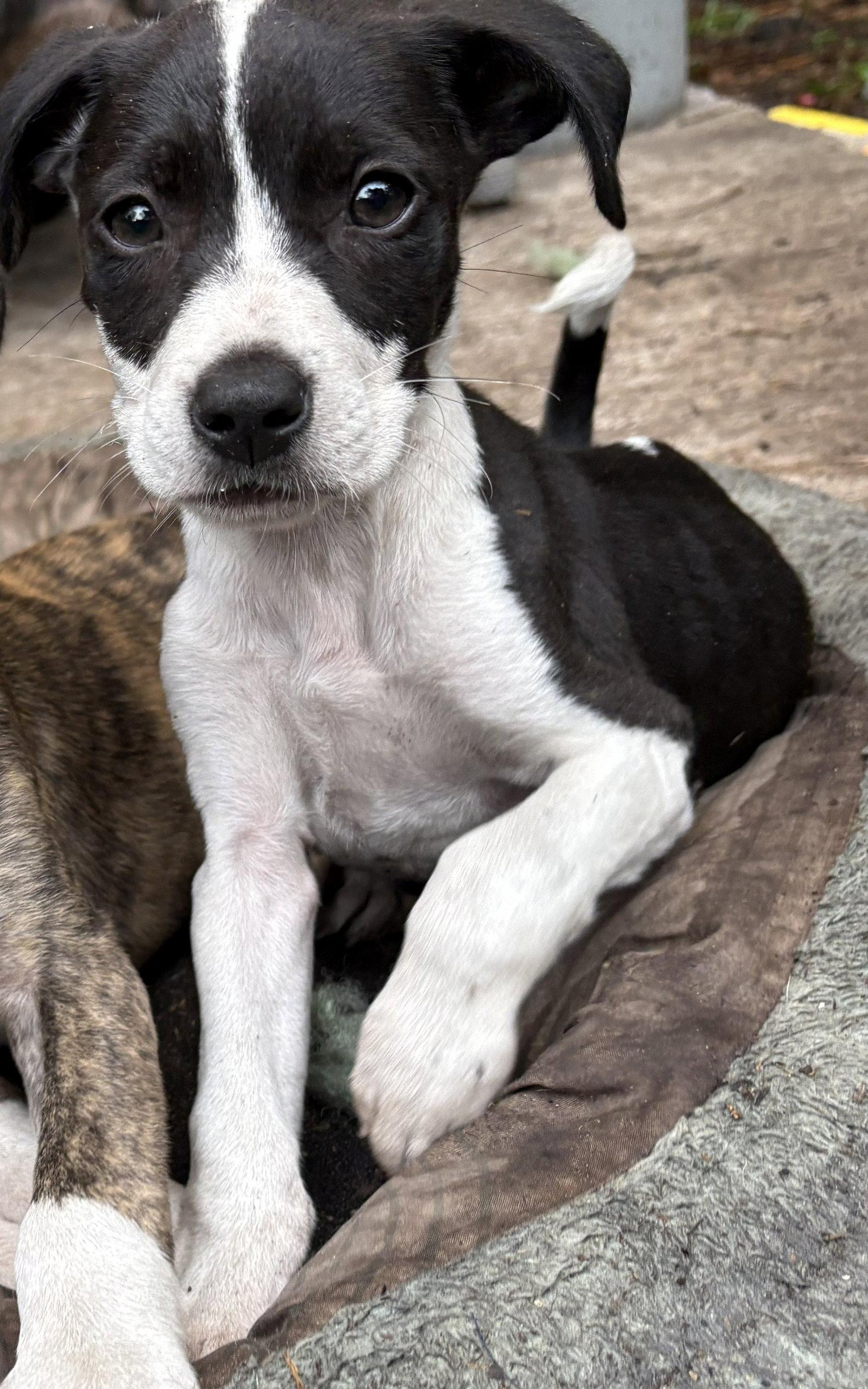 Enlarge Rocky, a Adoptable Mixed Breed in Mount Pleasant, SC image 1/1