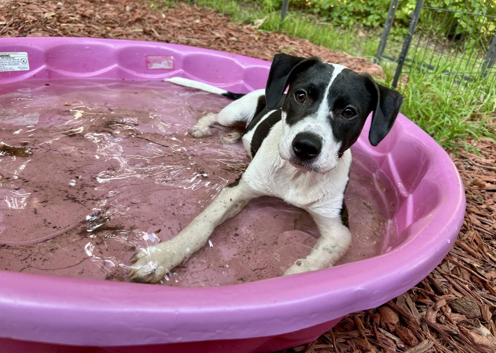 Enlarge Rocky, a Adoptable Mixed Breed in Mount Pleasant, SC image 1/3