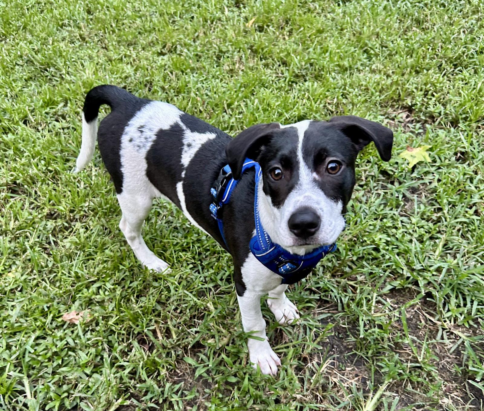 Enlarge Rocky, a Adoptable Mixed Breed in Mount Pleasant, SC image 2/3