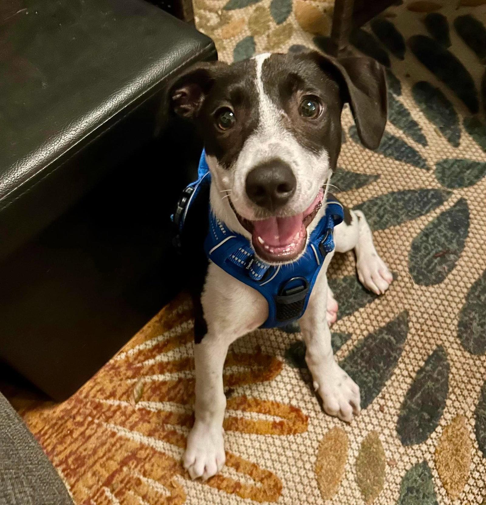 Rocky, Adoptable, Puppy Male Mixed Breed.