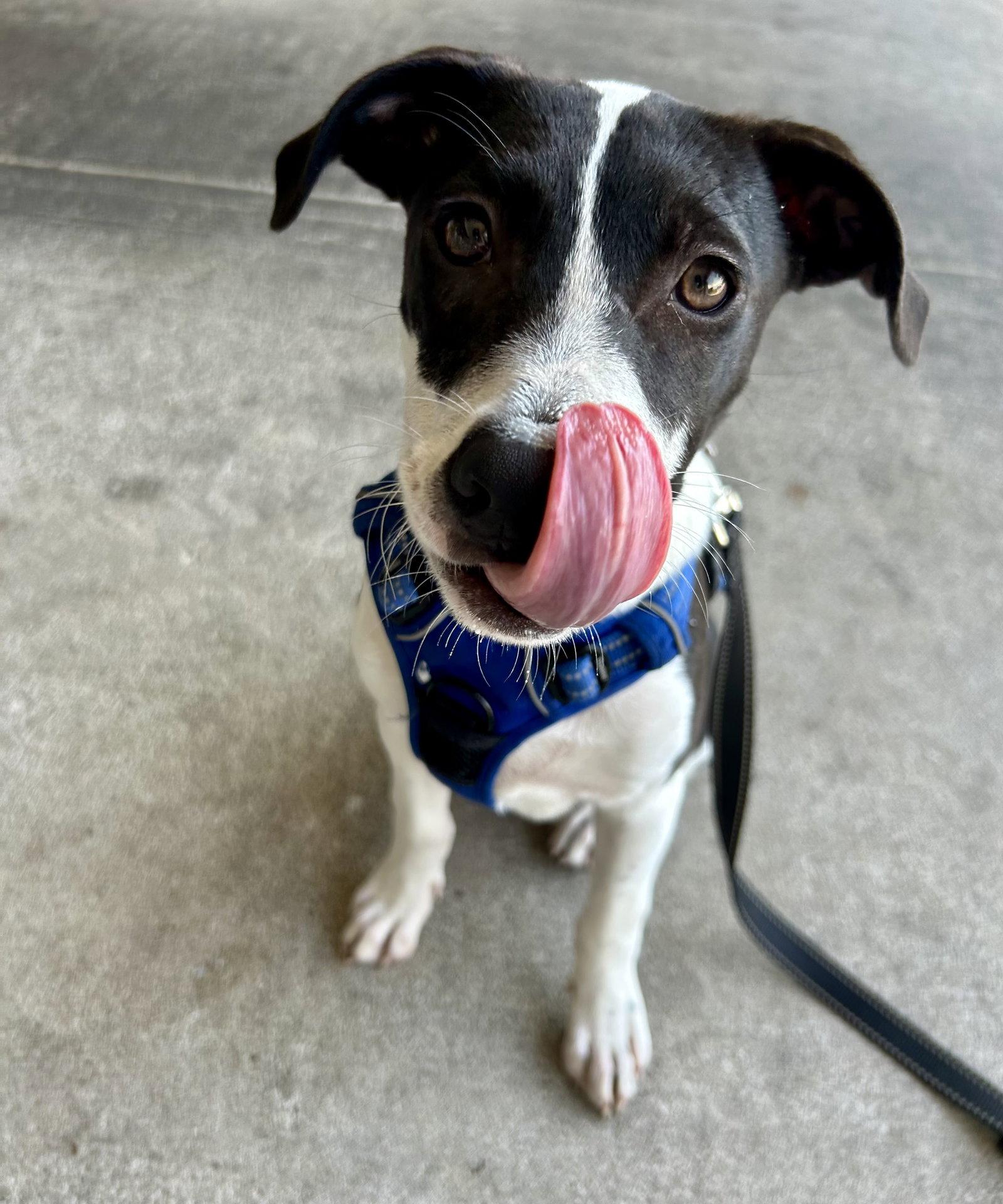 Enlarge Rocky, a Adoptable Mixed Breed in Mount Pleasant, SC image 3/3