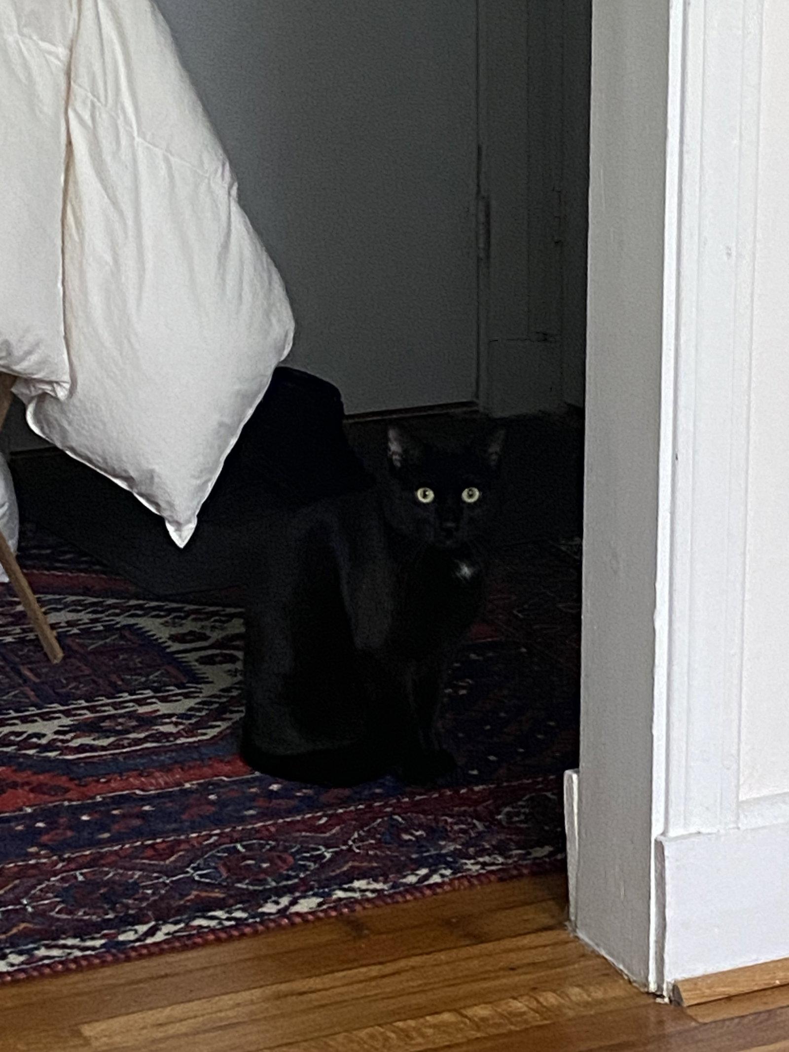 Lagoon, a Adoptable Domestic Short Hair in Somerville, MA image 1/3