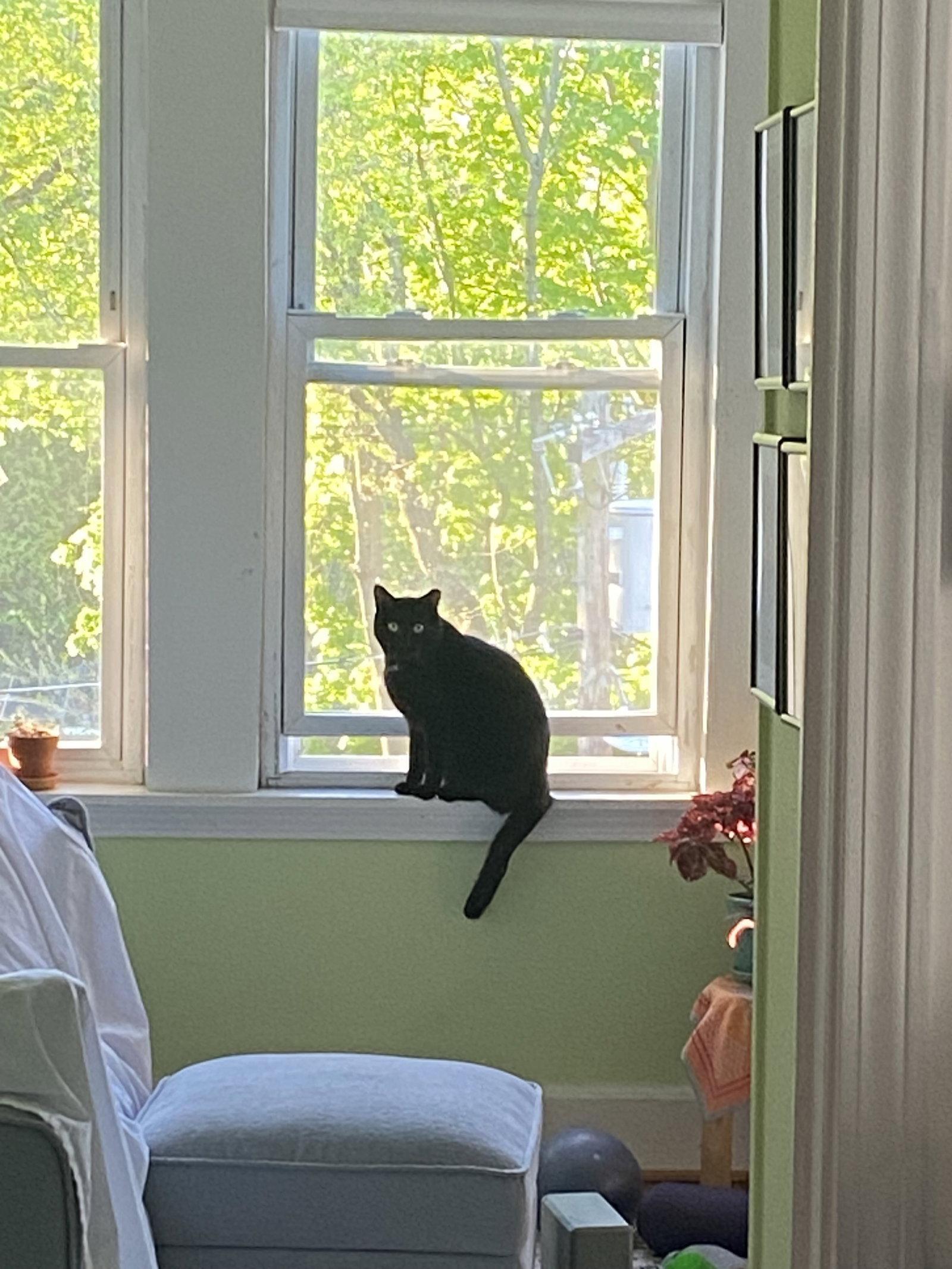 Lagoon, a Adoptable Domestic Short Hair in Somerville, MA image 3/3