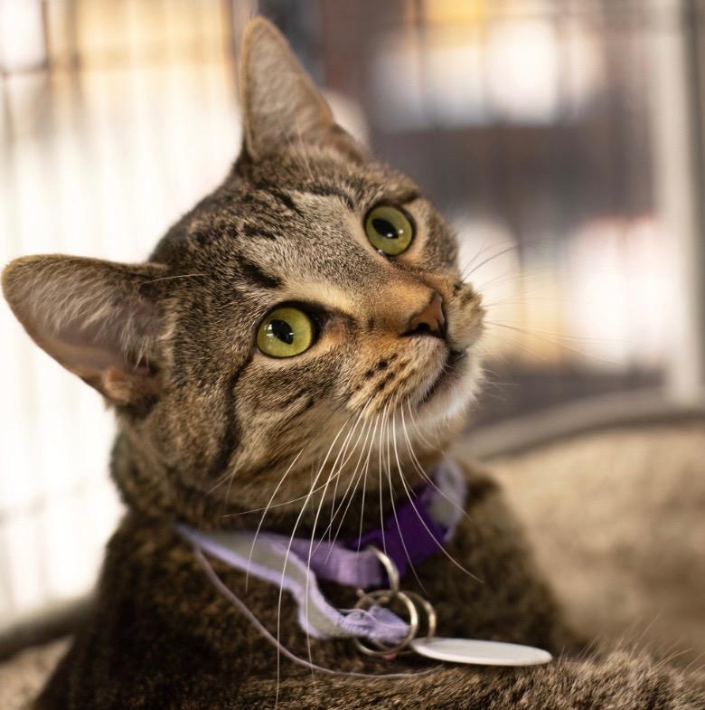 Zara, Adoptable, Adult Female Domestic Short Hair.