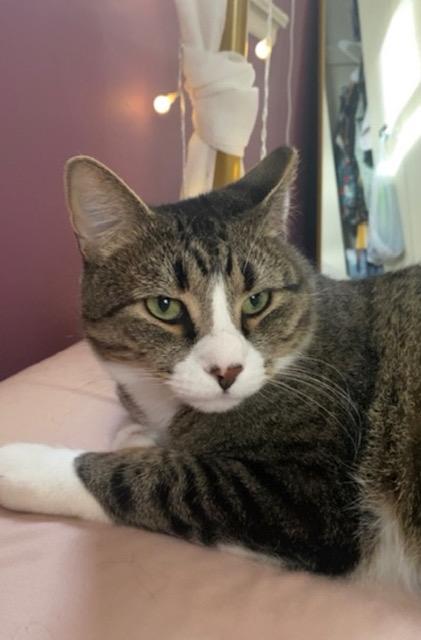 Howie, a ADOPTABLE Domestic Short Hair in Philadelphia, PA image 3/3