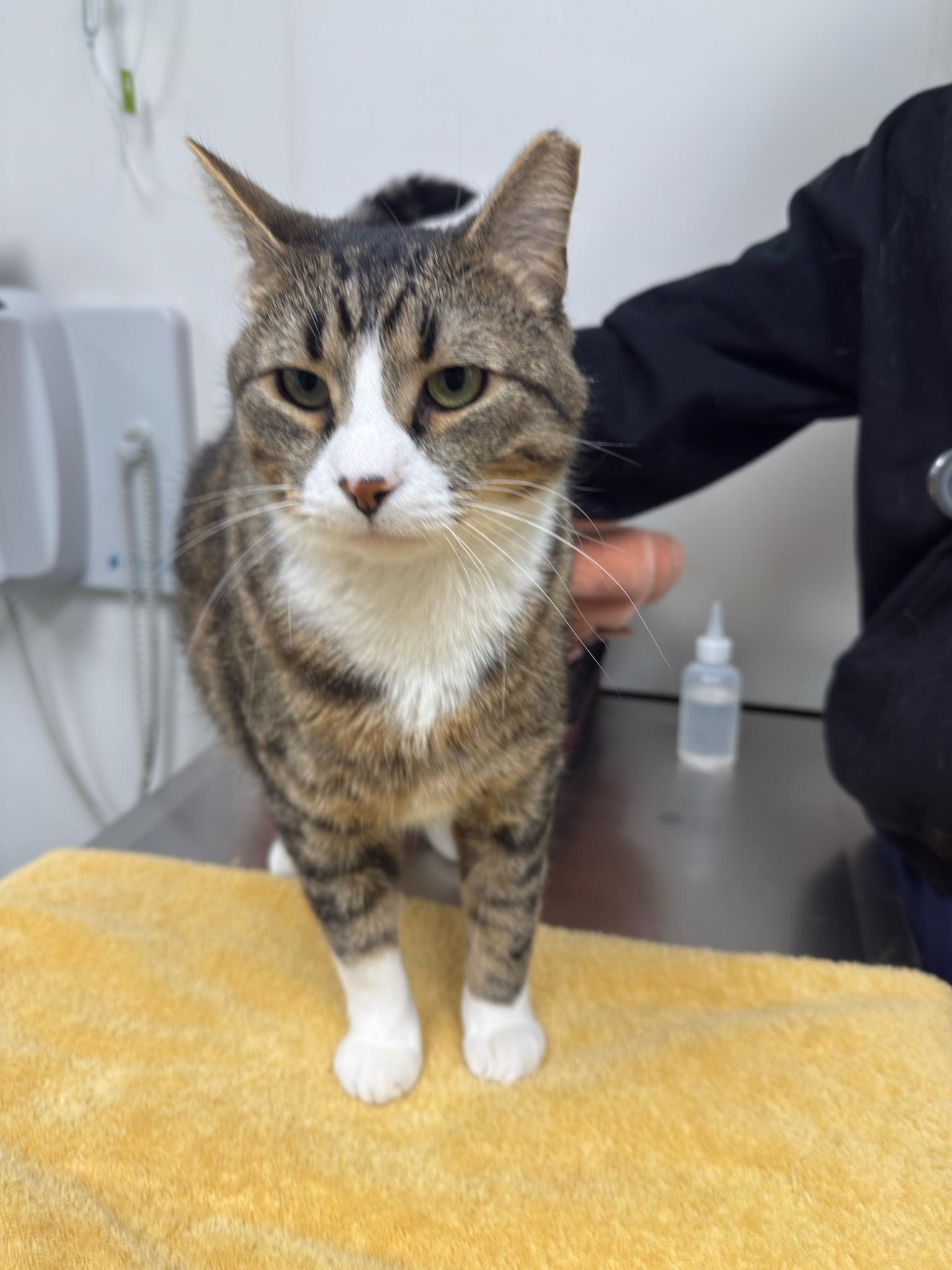 Howie, a ADOPTABLE Domestic Short Hair in Philadelphia, PA image 2/3