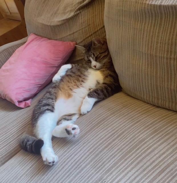 Howie, ADOPTABLE, Adult Male Domestic Short Hair.