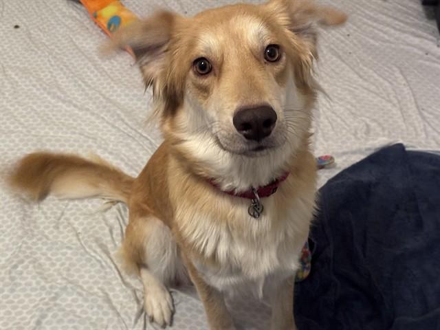 JENNY, Adoptable, Young Female Golden Retriever & Mixed Breed.