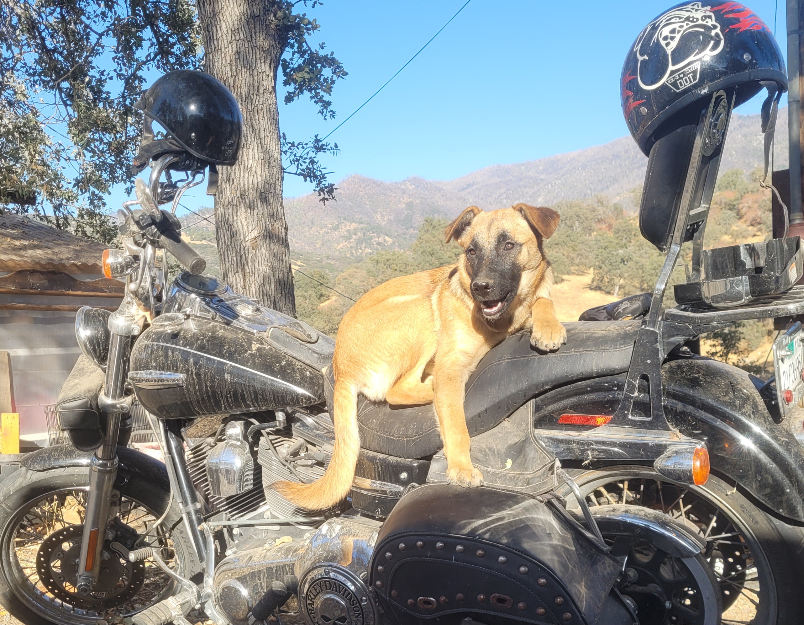 Enlarge Anna Banana, a Adoptable mixed breed in California Hot Springs, CA image 2/2