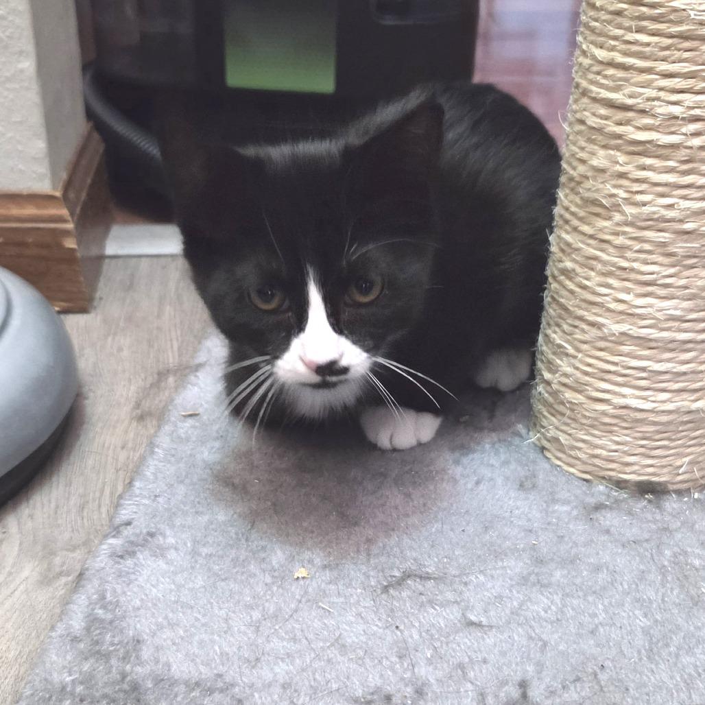 Azalea 22724, Adoptable, Kitten Female Domestic Short Hair.