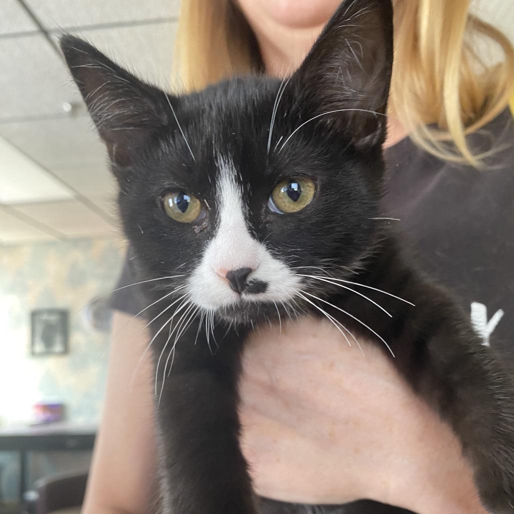 Azalea 22724, a Adoptable Domestic Short Hair in Minneapolis, MN image 2/5