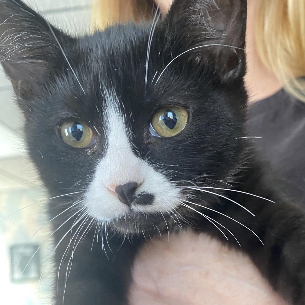 Azalea 22724, a Adoptable Domestic Short Hair in Minneapolis, MN image 3/5
