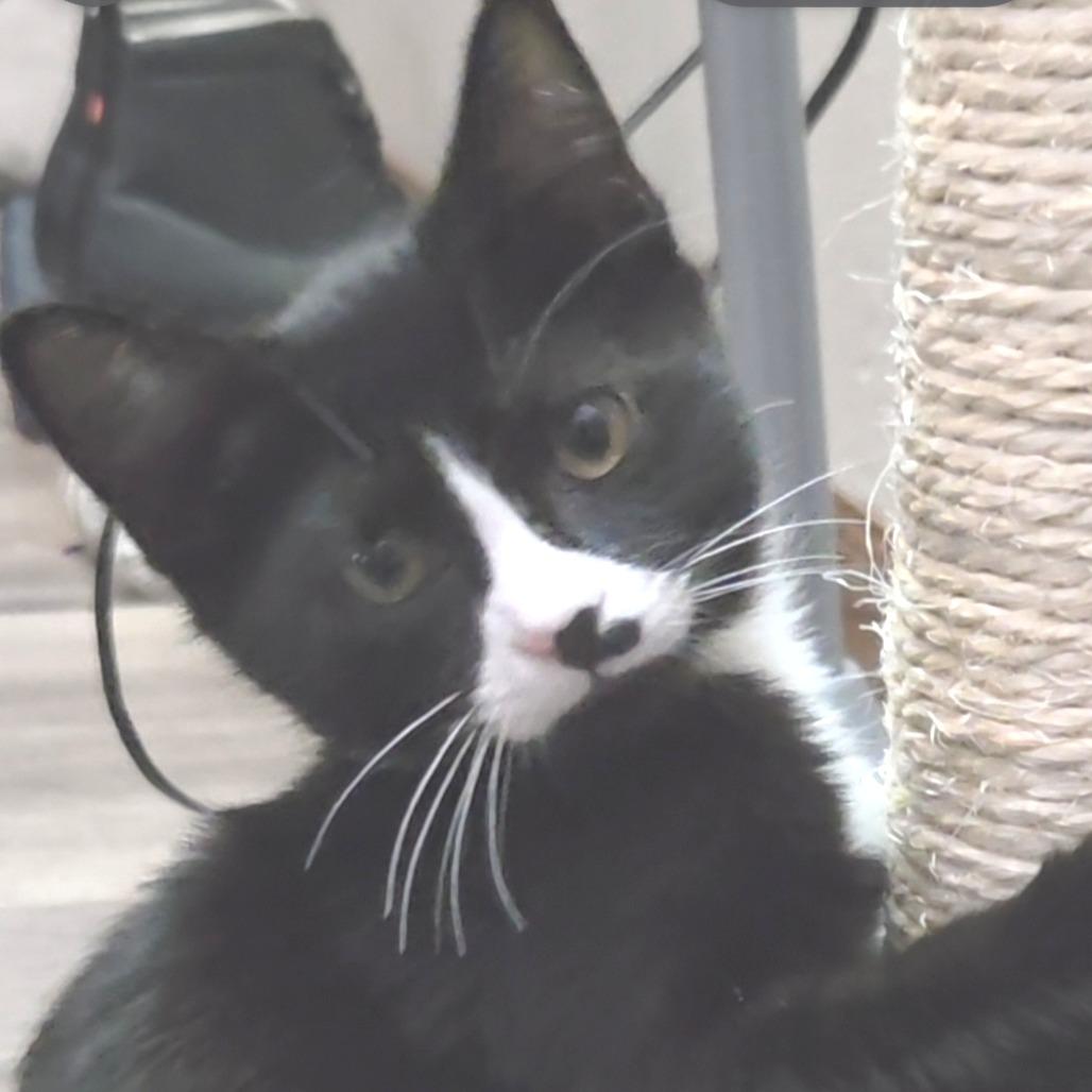 Azalea 22724, a Adoptable Domestic Short Hair in Minneapolis, MN image 5/5