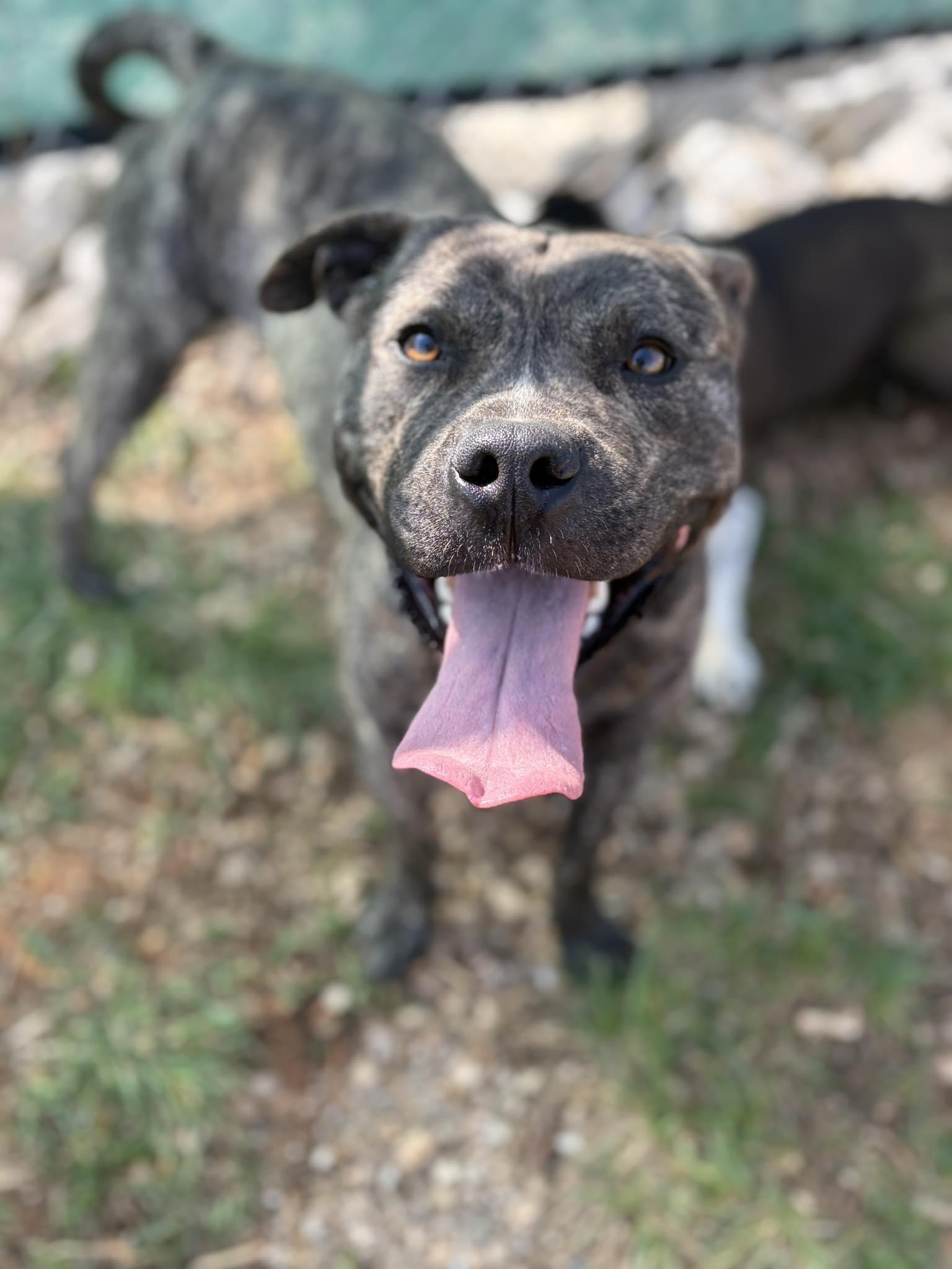 Orion, ADOPTABLE, Adult Male American Staffordshire Terrier.