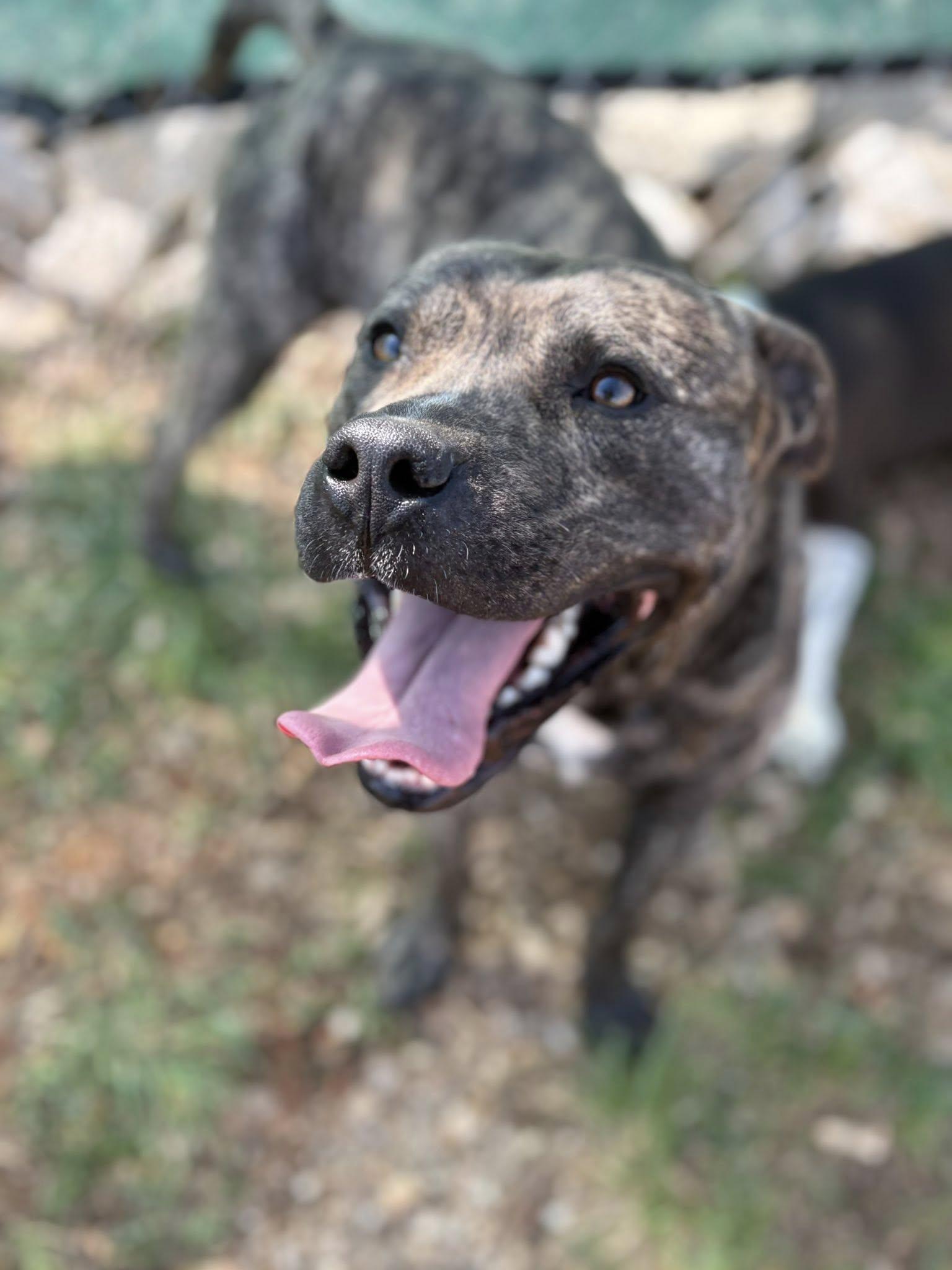 Enlarge Orion, a ADOPTABLE mixed breed in Munfordville, KY image 2/3