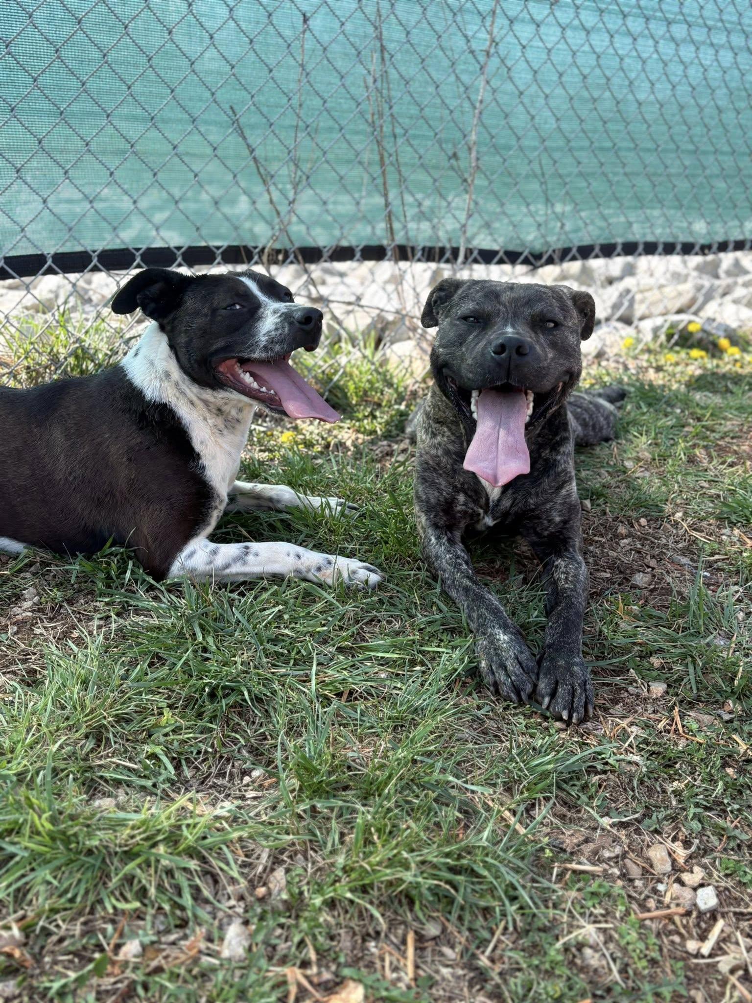 Enlarge Orion, a ADOPTABLE mixed breed in Munfordville, KY image 3/3