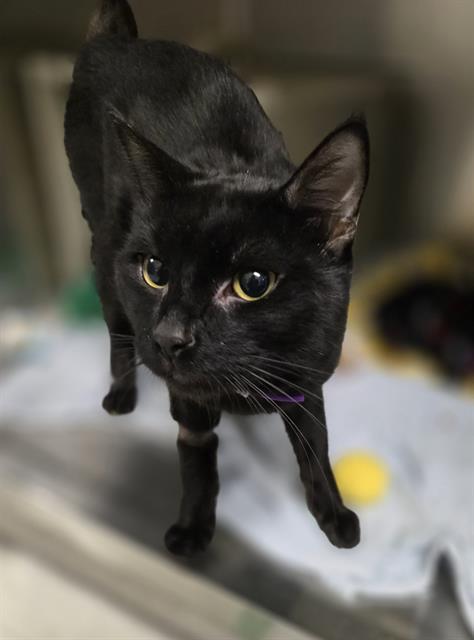 CABANA, Adoptable, Adult Male Domestic Short Hair.