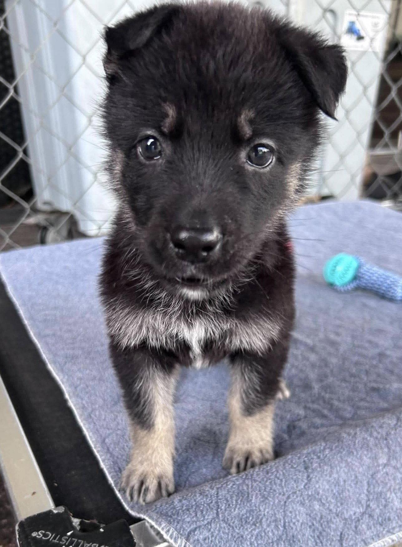 Enlarge *Mila, a Adoptable German Shepherd Dog in Fort Worth, TX image 1/1