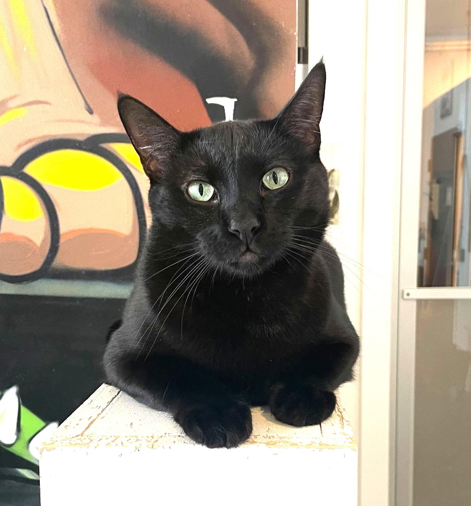 Marcus, a Adopted Domestic Short Hair in Oakland, CA image 1/3