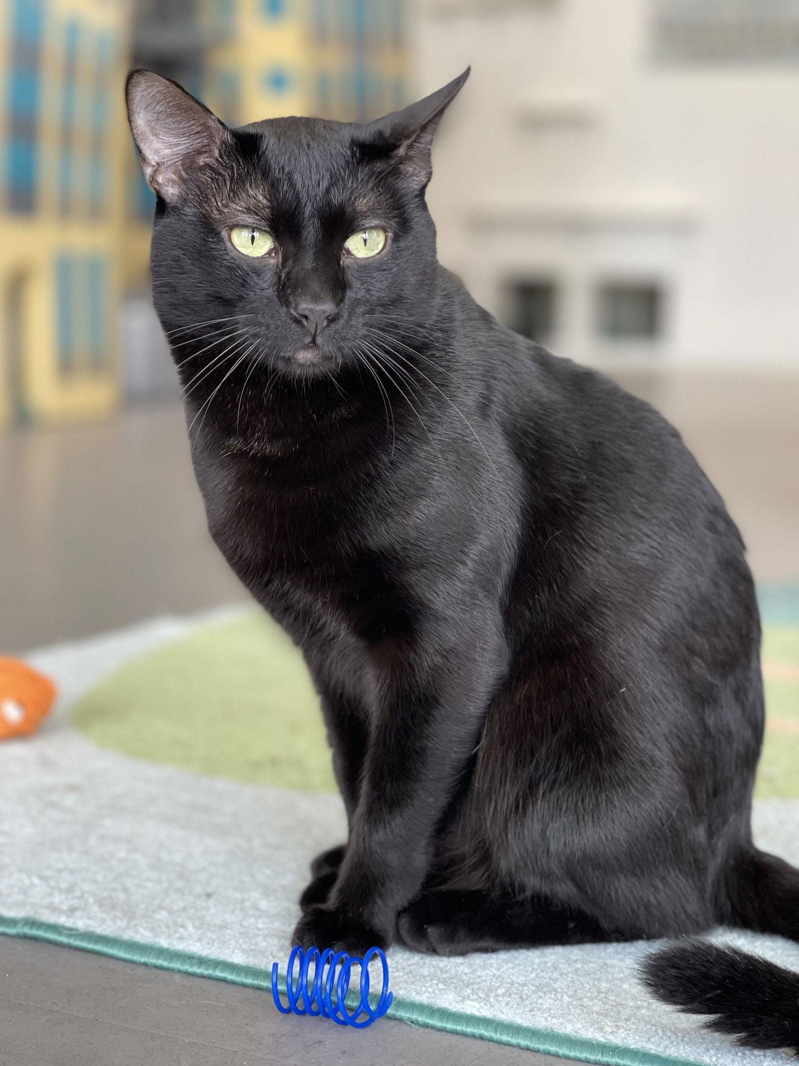 Marcus, a Adopted Domestic Short Hair in Oakland, CA image 3/3