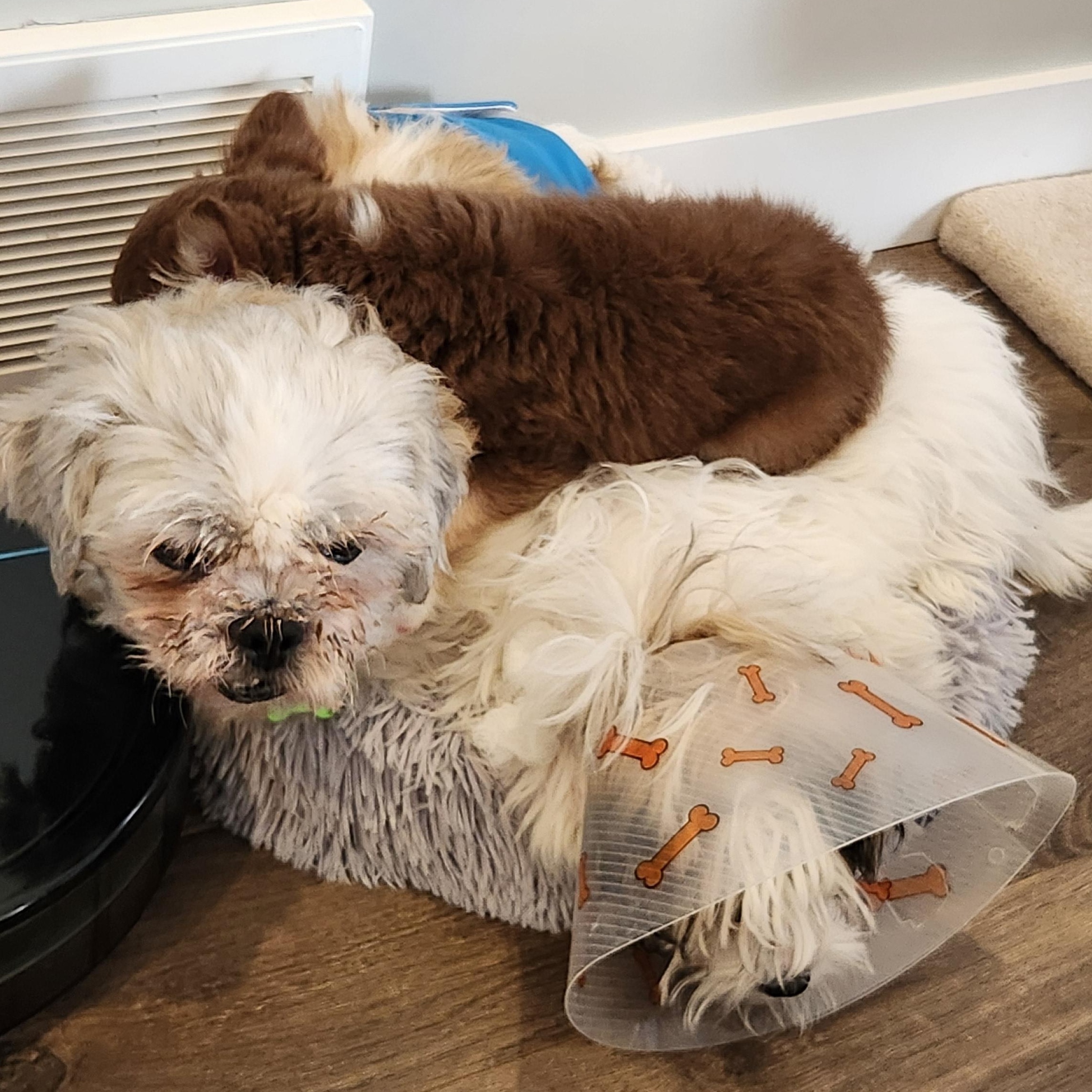 Enlarge Weezy, a ADOPTABLE mixed breed in Calgary, AB image 5/6
