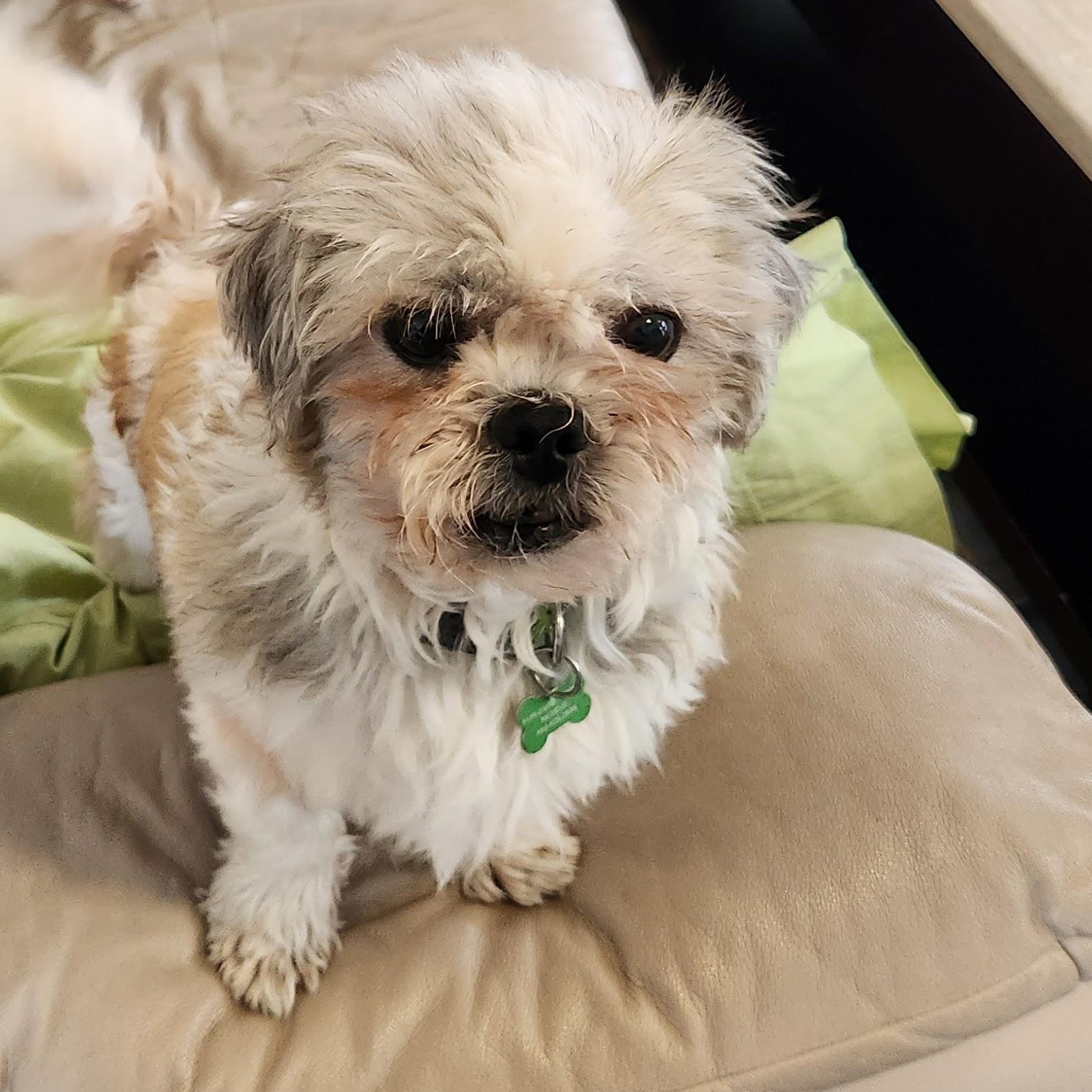 Enlarge Weezy, a ADOPTABLE mixed breed in Calgary, AB image 1/6