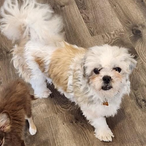 Enlarge Weezy, a ADOPTABLE mixed breed in Calgary, AB image 2/6
