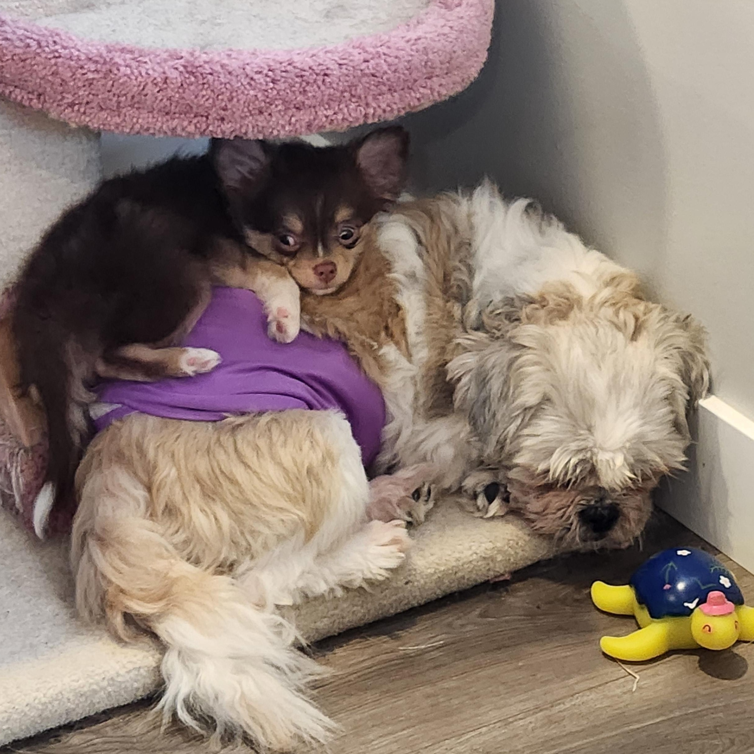 Enlarge Weezy, a ADOPTABLE mixed breed in Calgary, AB image 6/6