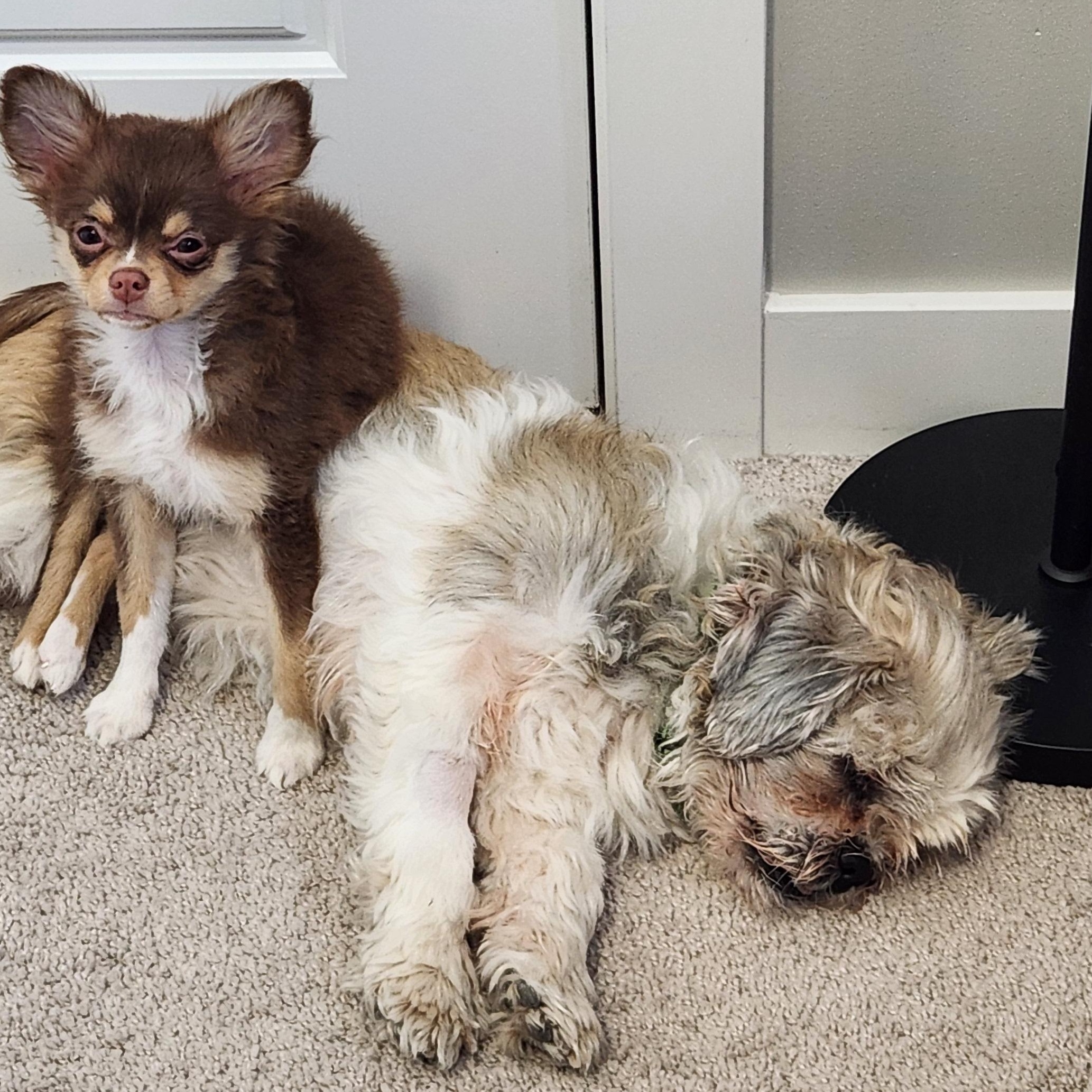 Enlarge Weezy, a ADOPTABLE mixed breed in Calgary, AB image 4/6