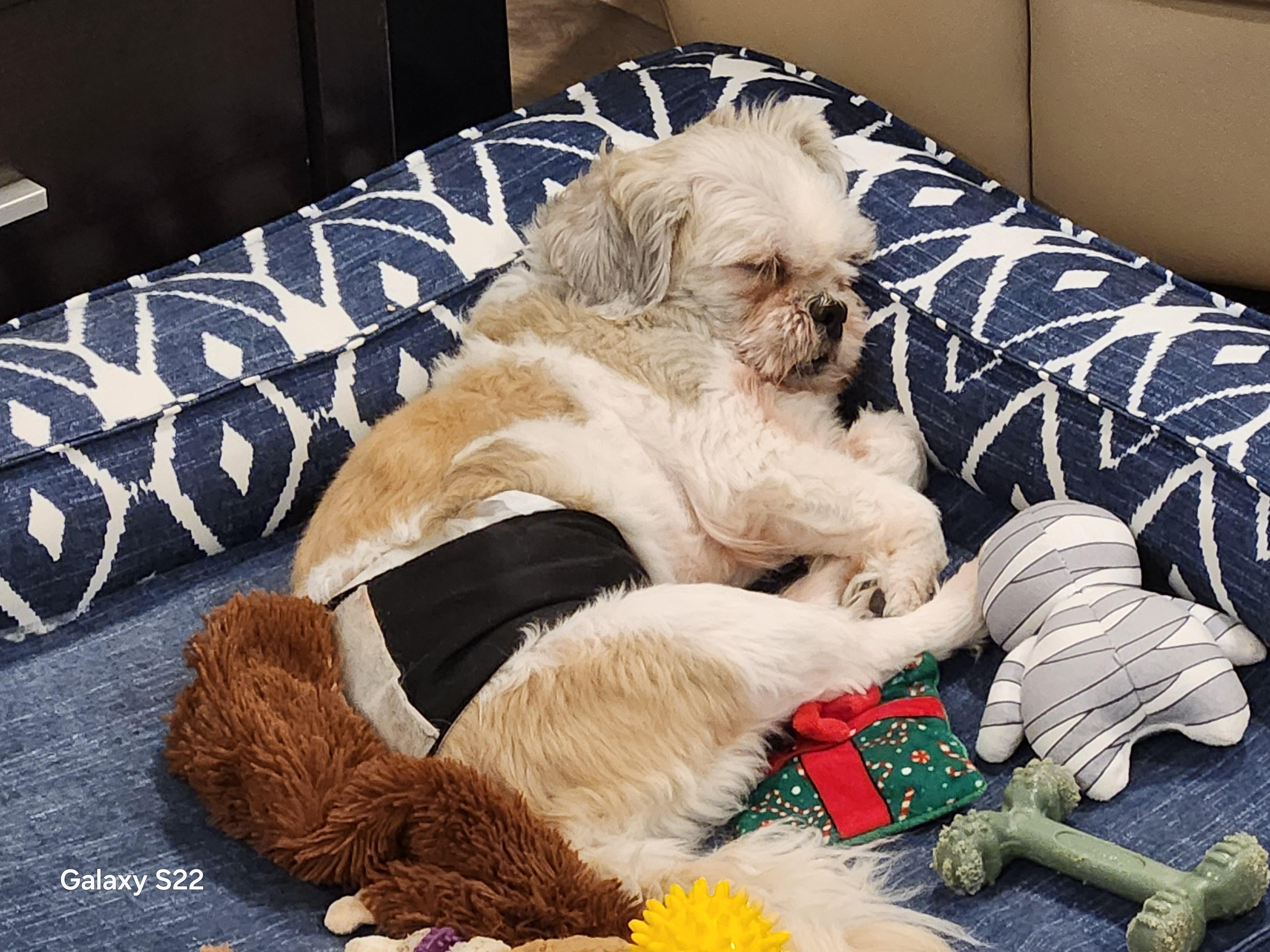 Enlarge Weezy, a ADOPTABLE mixed breed in Calgary, AB image 3/6
