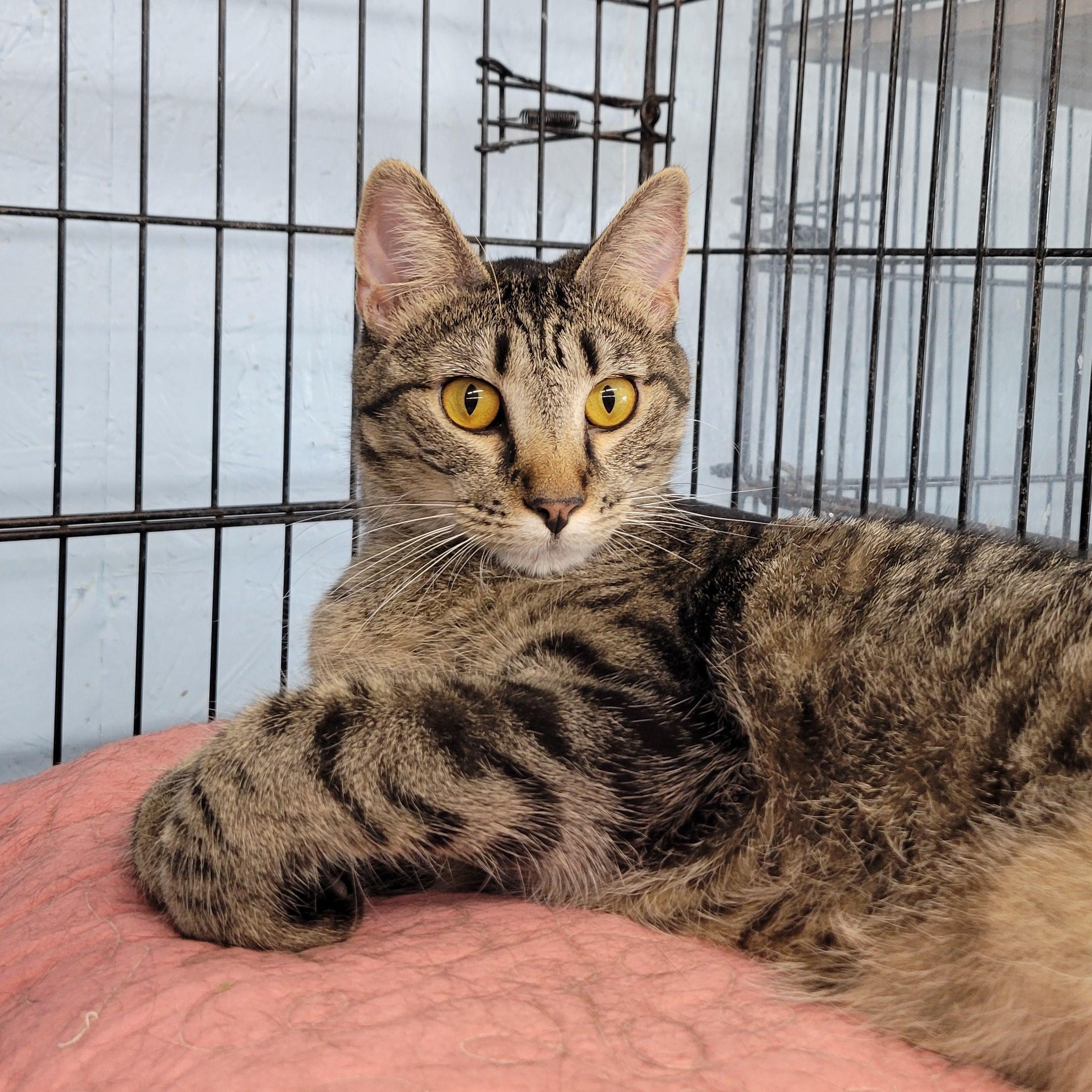 Enlarge Dora, a Adoptable Domestic Short Hair in Clarinda, IA image 1/6