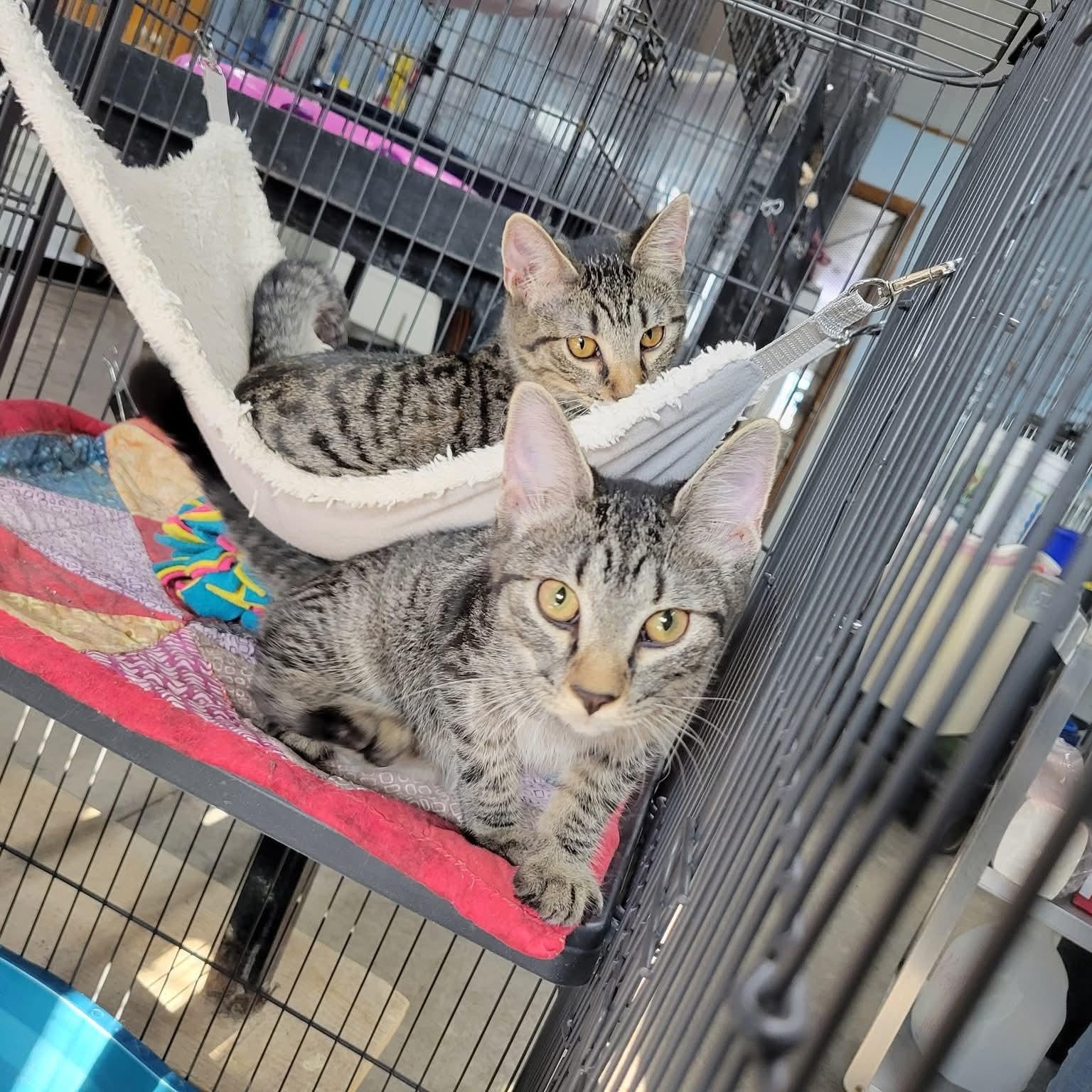 Dora, a Adoptable Domestic Short Hair image 6/6