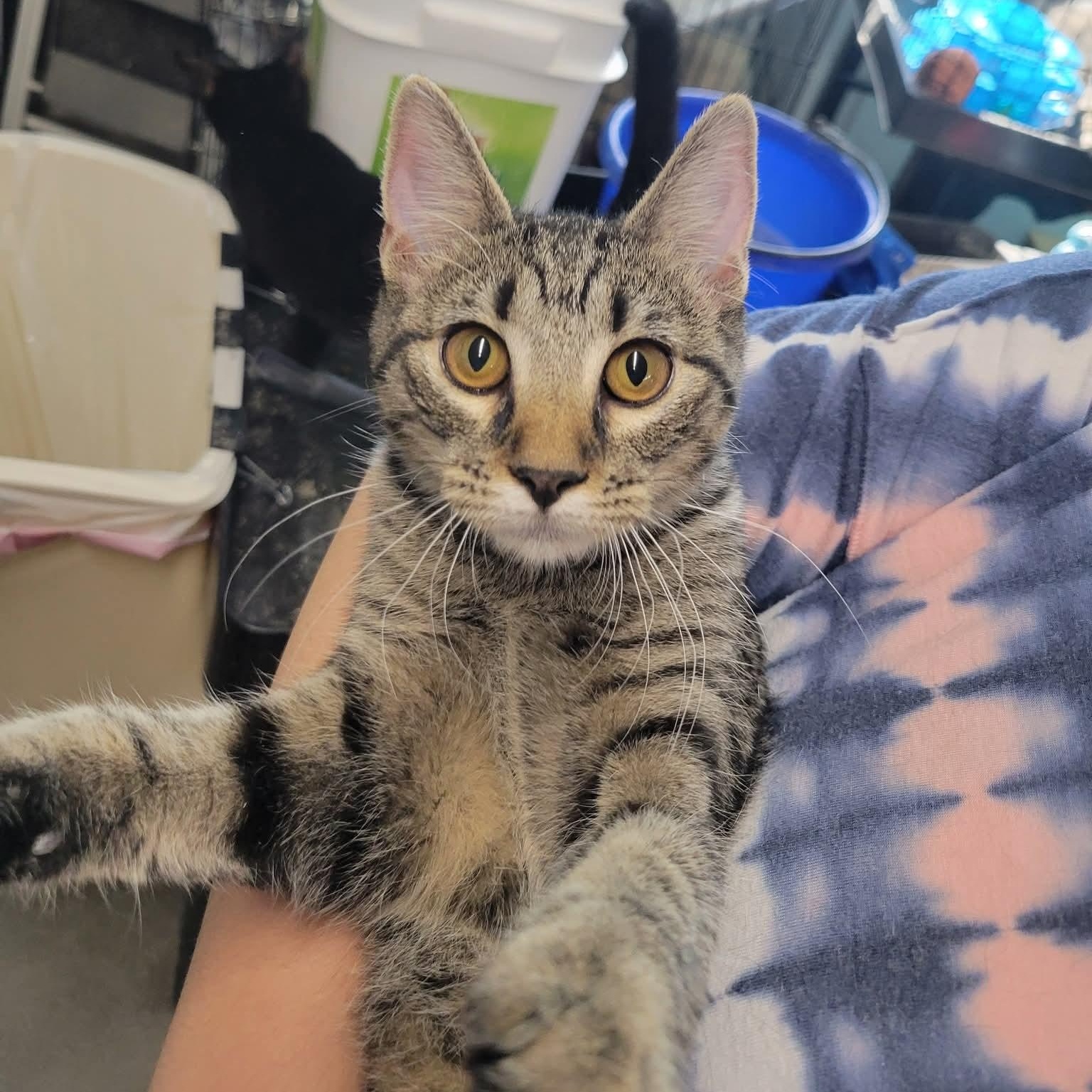 Dora, a Adoptable Domestic Short Hair image 5/6