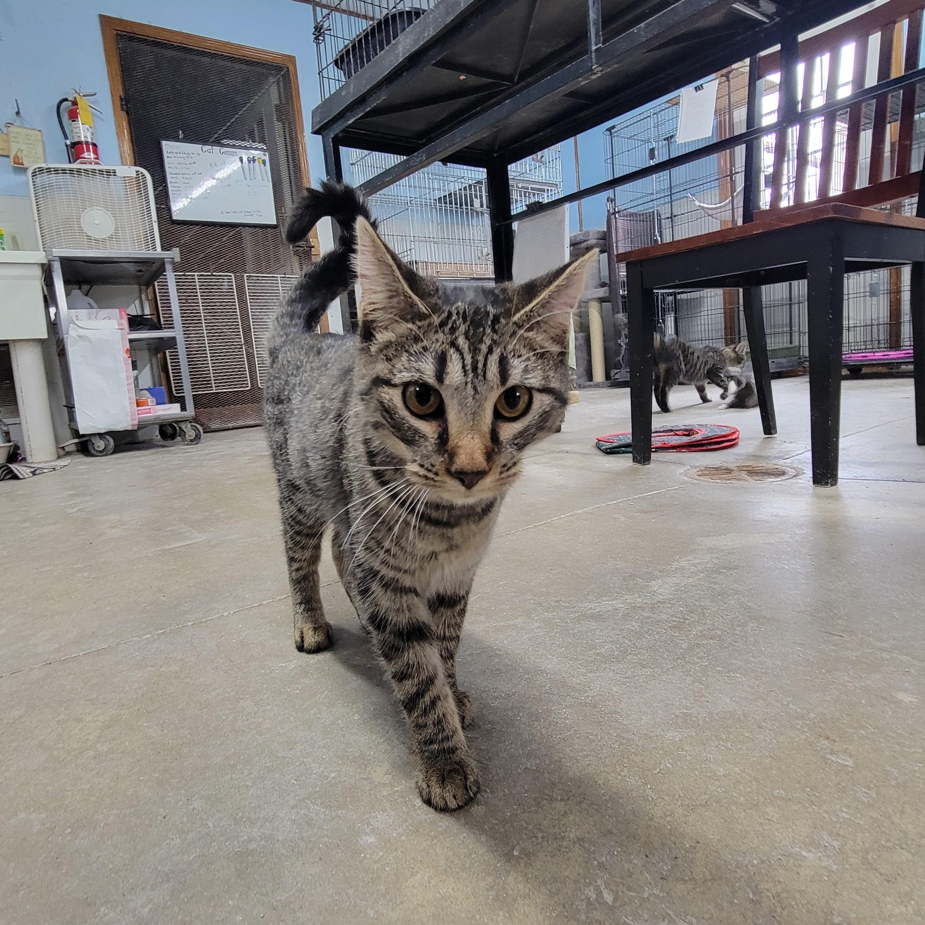 Dora, a Adoptable Domestic Short Hair image 2/6