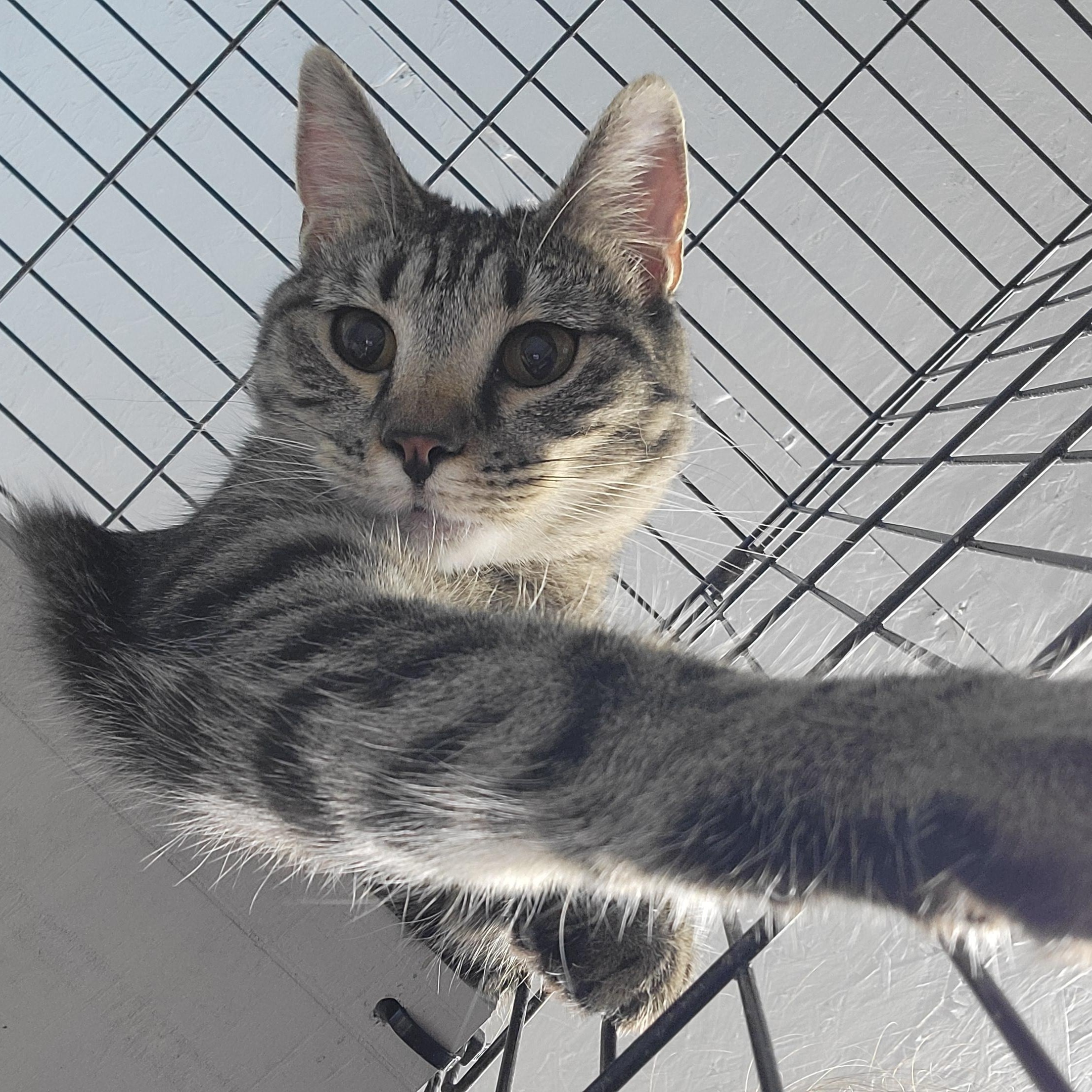 Enlarge Dora, a Adoptable Domestic Short Hair in Clarinda, IA image 3/6