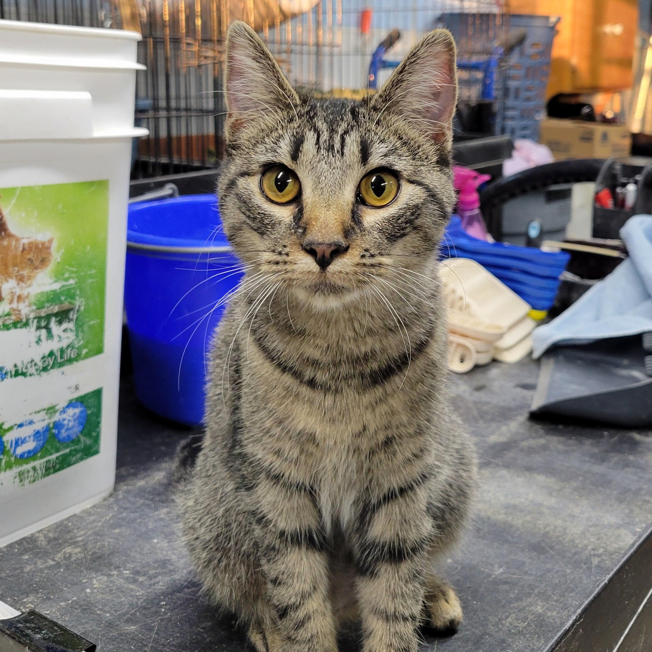 Dora, a Adoptable Domestic Short Hair image 1/6