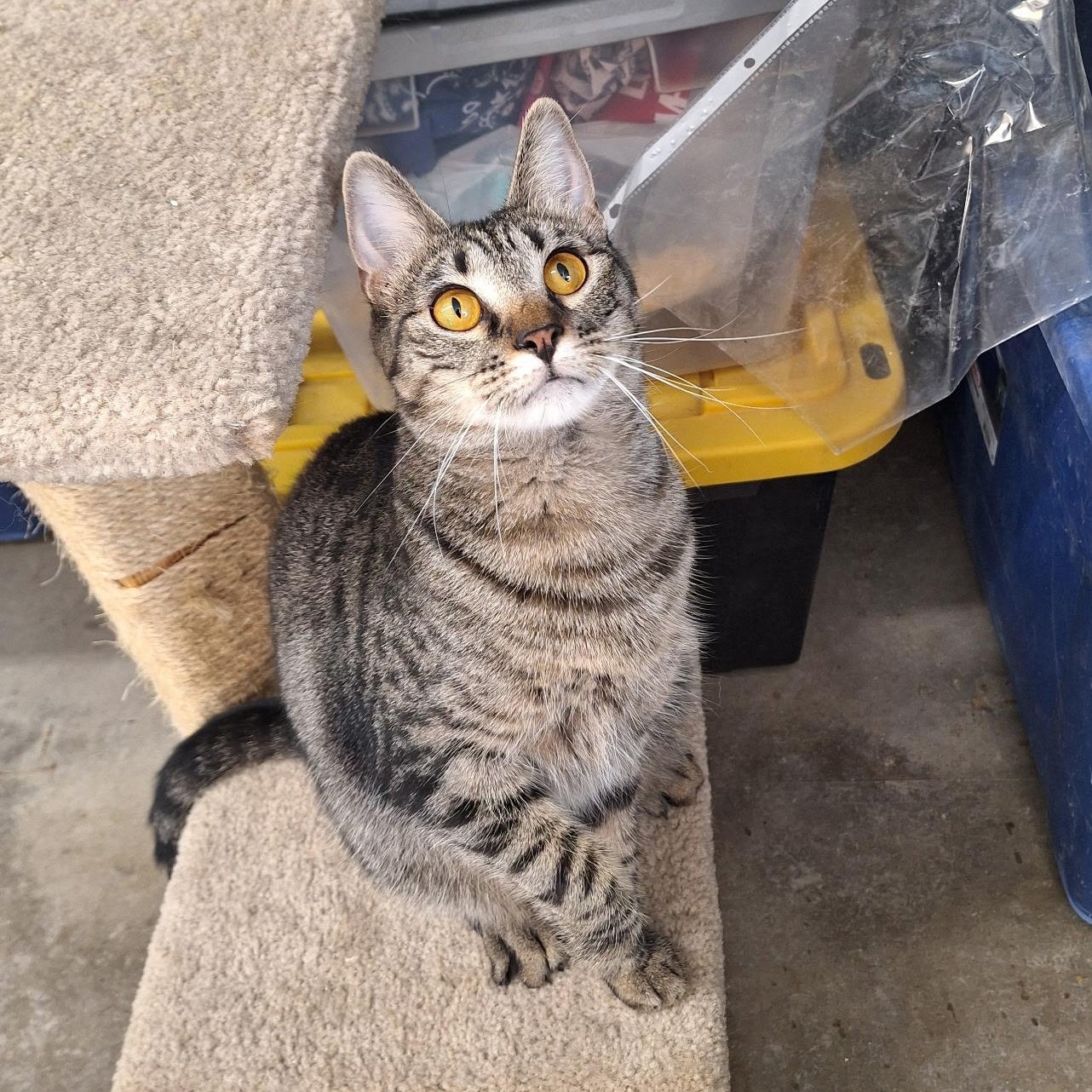 Dora, adoptable, Young Female Domestic Short Hair.