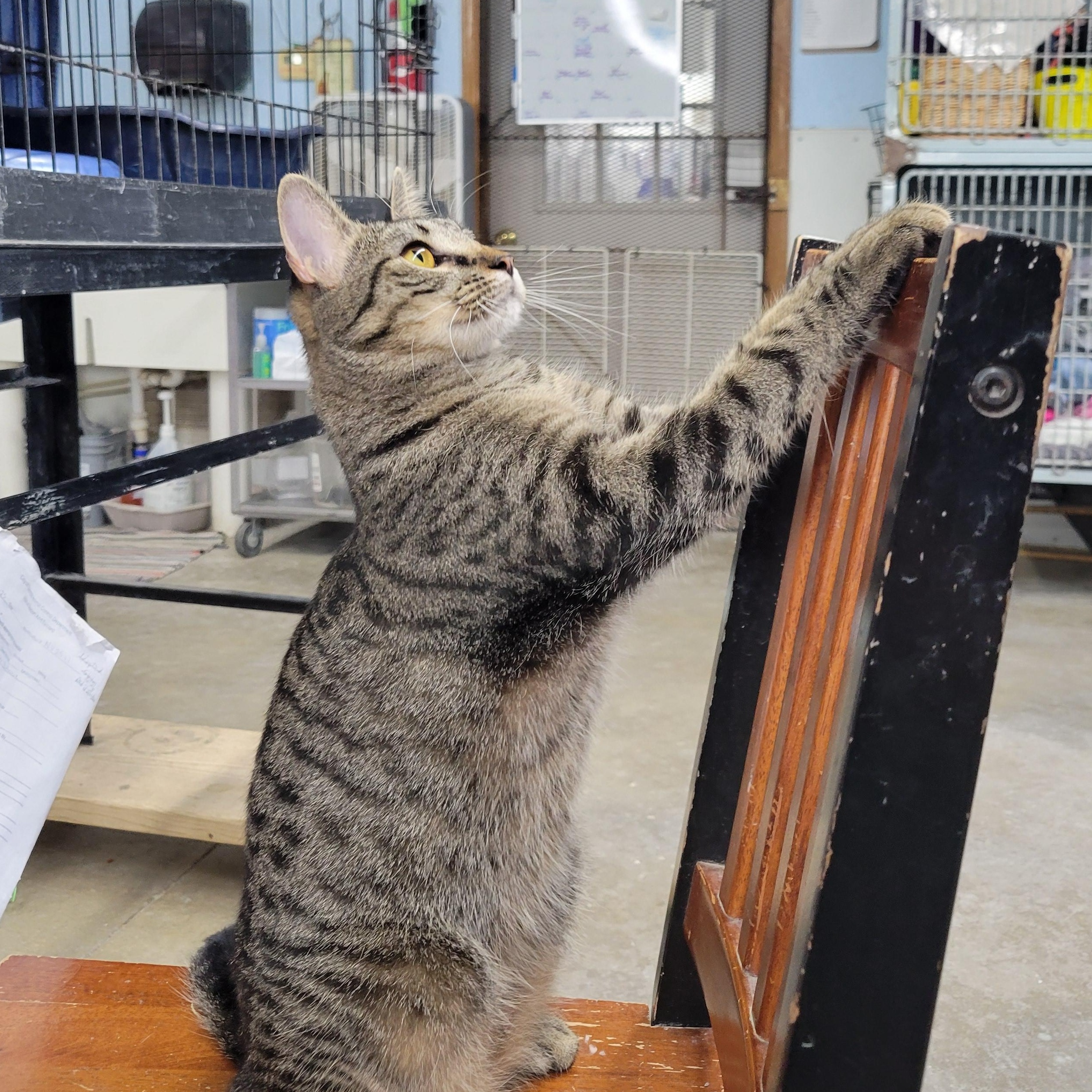 Dora, an adoptable Domestic Short Hair in Clarinda, IA image 3/6