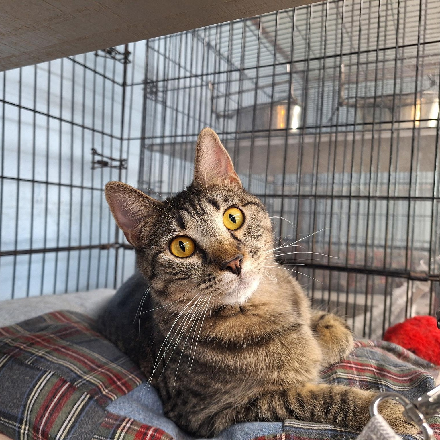 Enlarge Dora, a Adoptable Domestic Short Hair in Clarinda, IA image 2/6