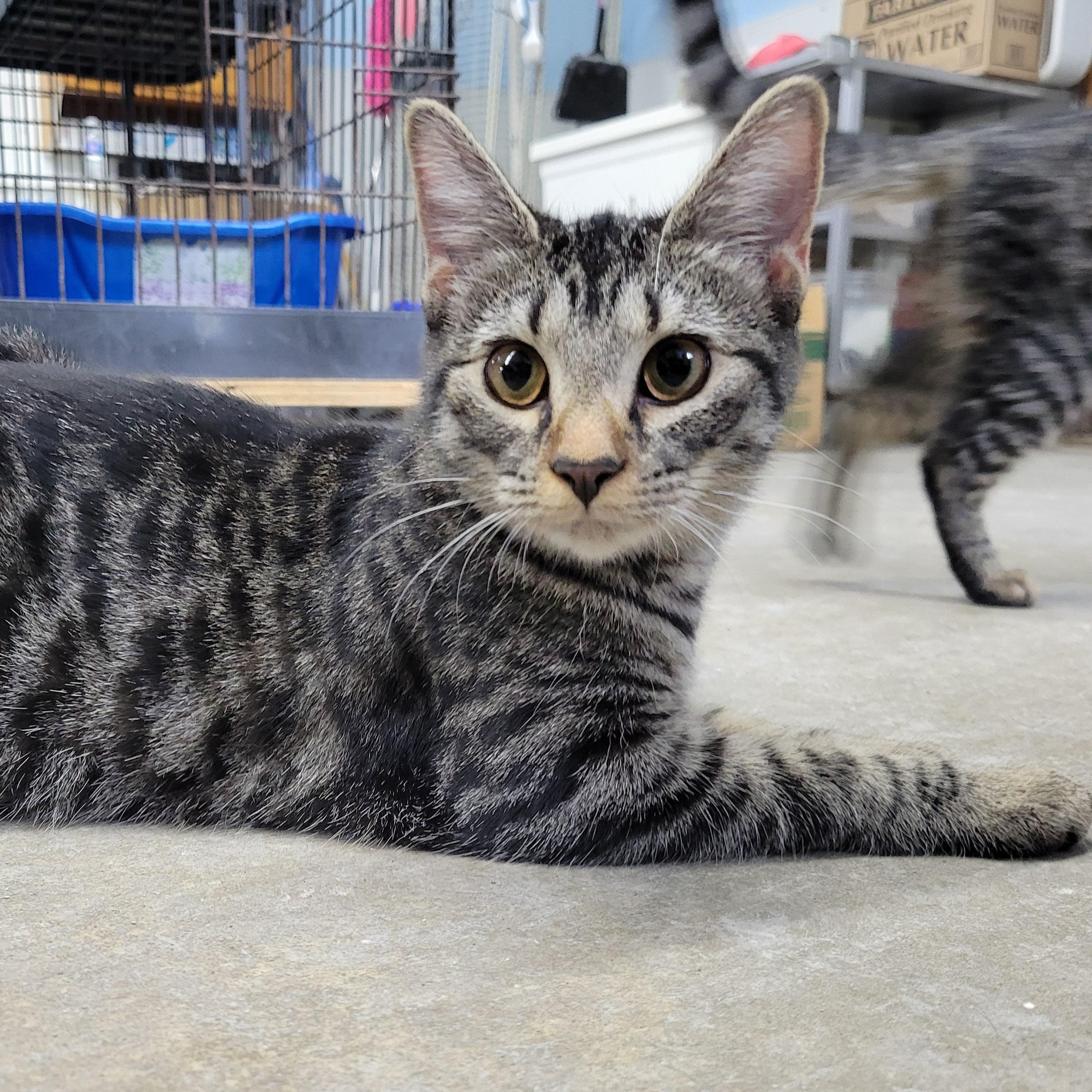 Dora, a Adoptable Domestic Short Hair image 3/6