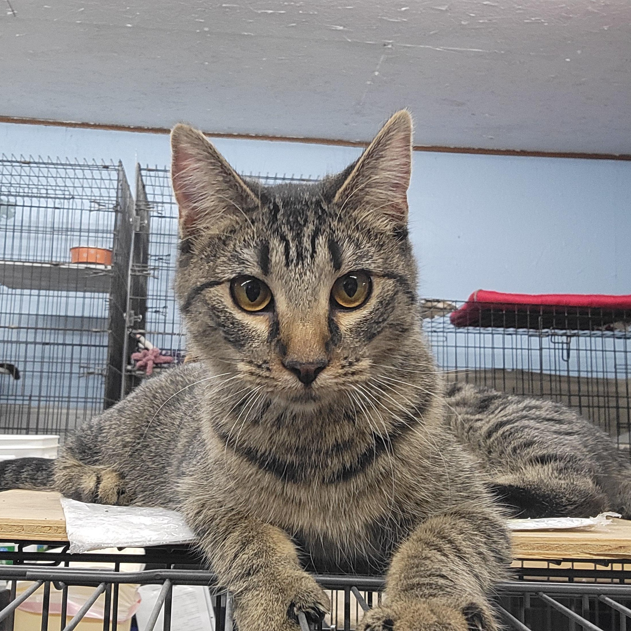 Dora, a Adoptable Domestic Short Hair image 4/6