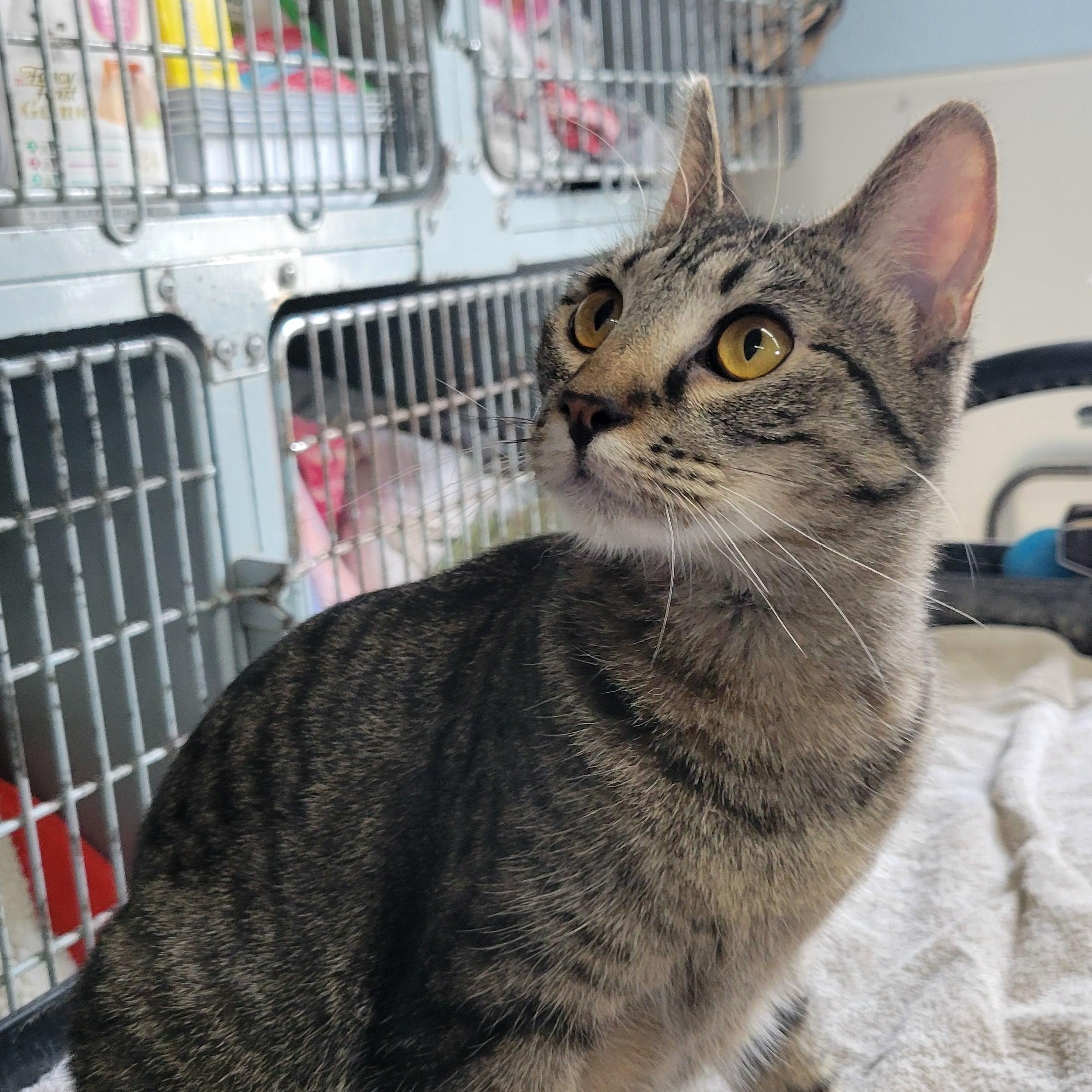 Enlarge Dora, a Adoptable Domestic Short Hair in Clarinda, IA image 6/6