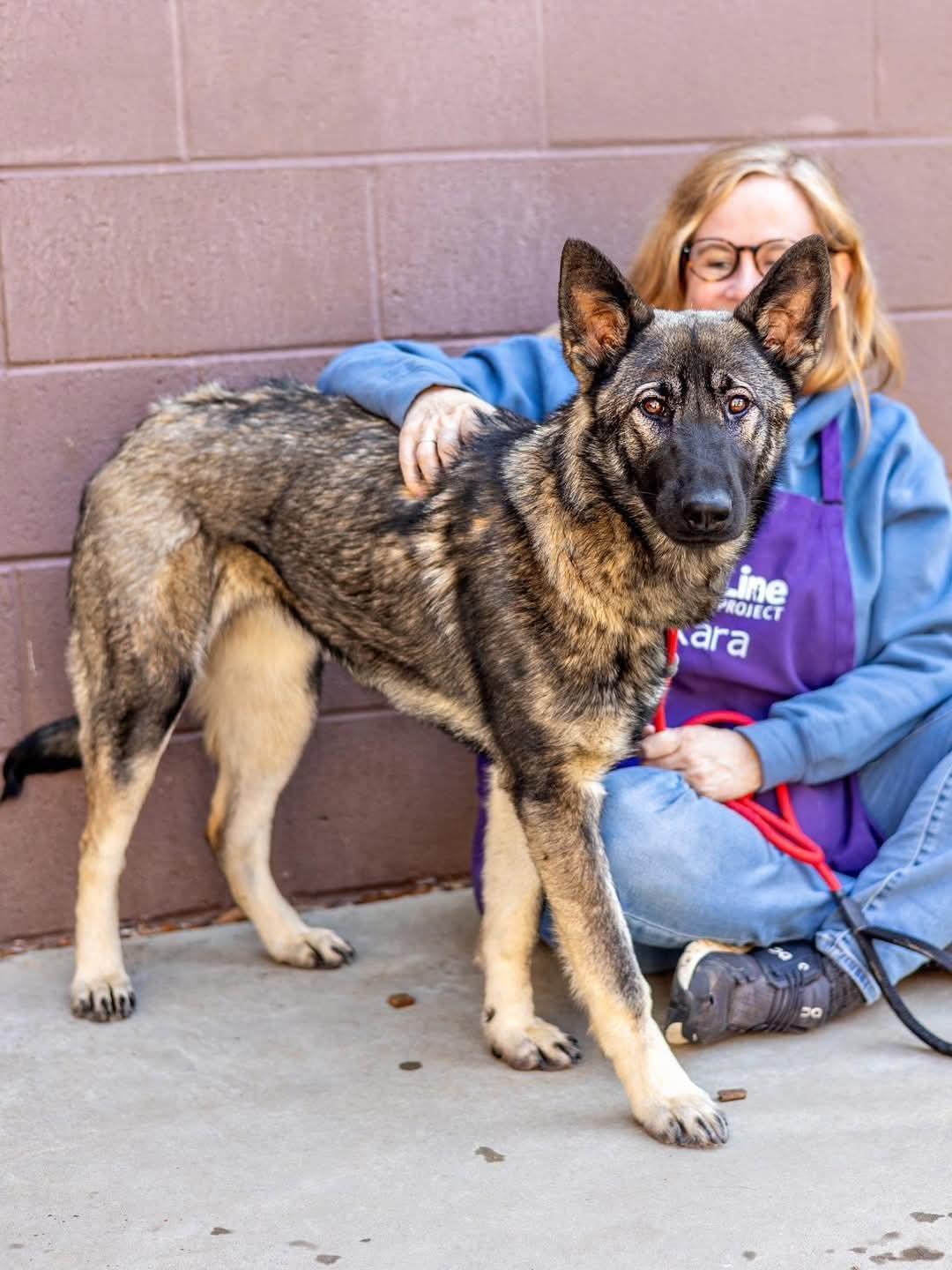 Enlarge Sarina, a Adoptable German Shepherd Dog in Clermont, FL image 3/3