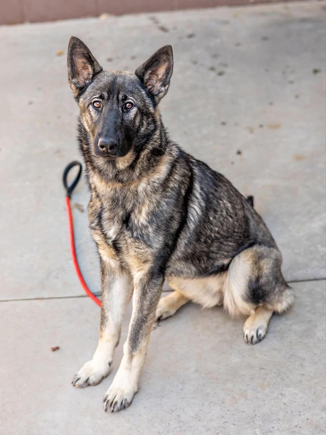 Enlarge Sarina, a Adoptable German Shepherd Dog in Clermont, FL image 2/3