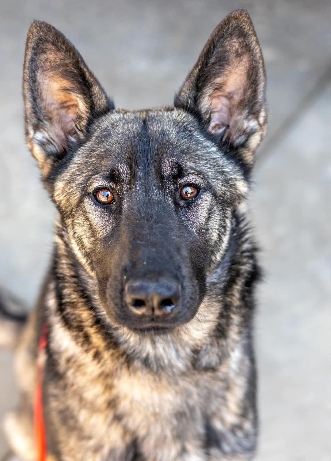 Sarina, Adoptable, Adult Female German Shepherd Dog.