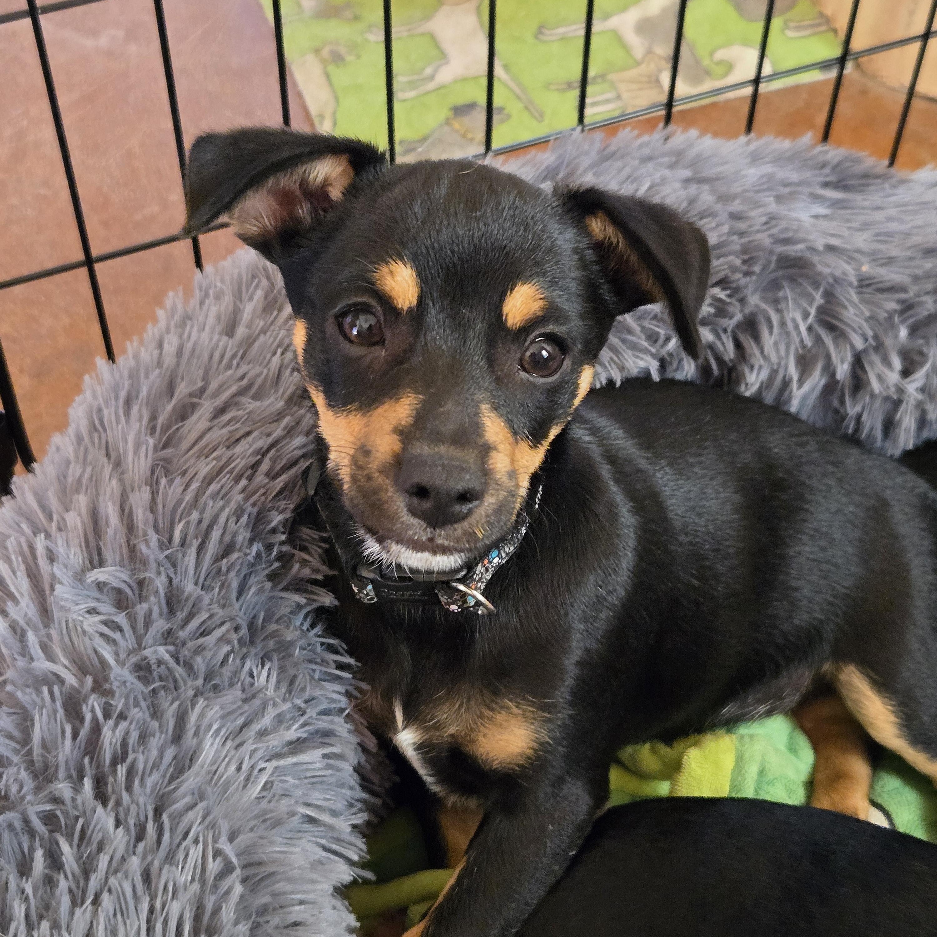 Enlarge Mars2, a ADOPTABLE mixed breed in Oracle, AZ image 1/1