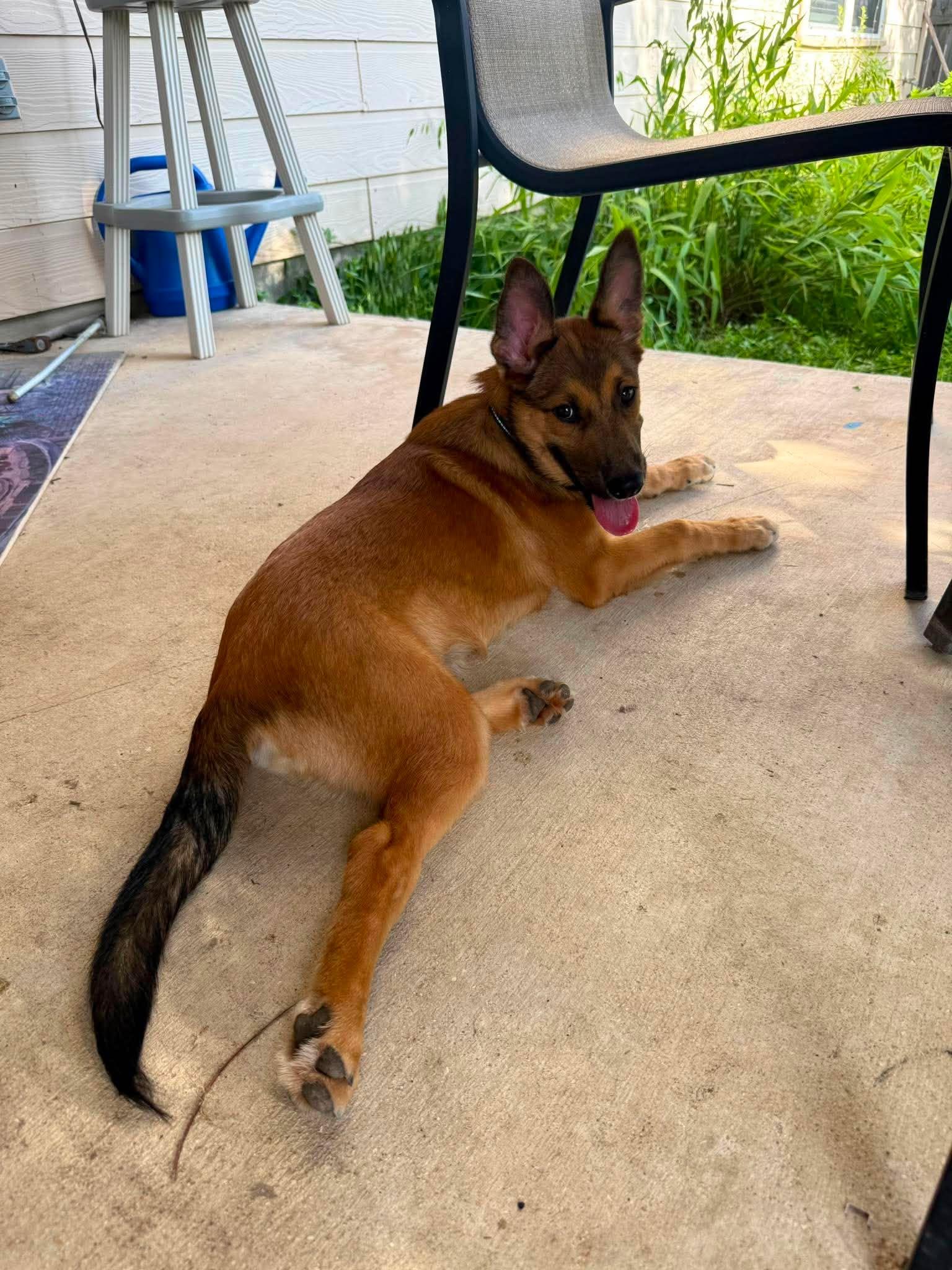 Enlarge Finch, a ADOPTABLE mixed breed in Lockhart, TX image 5/6